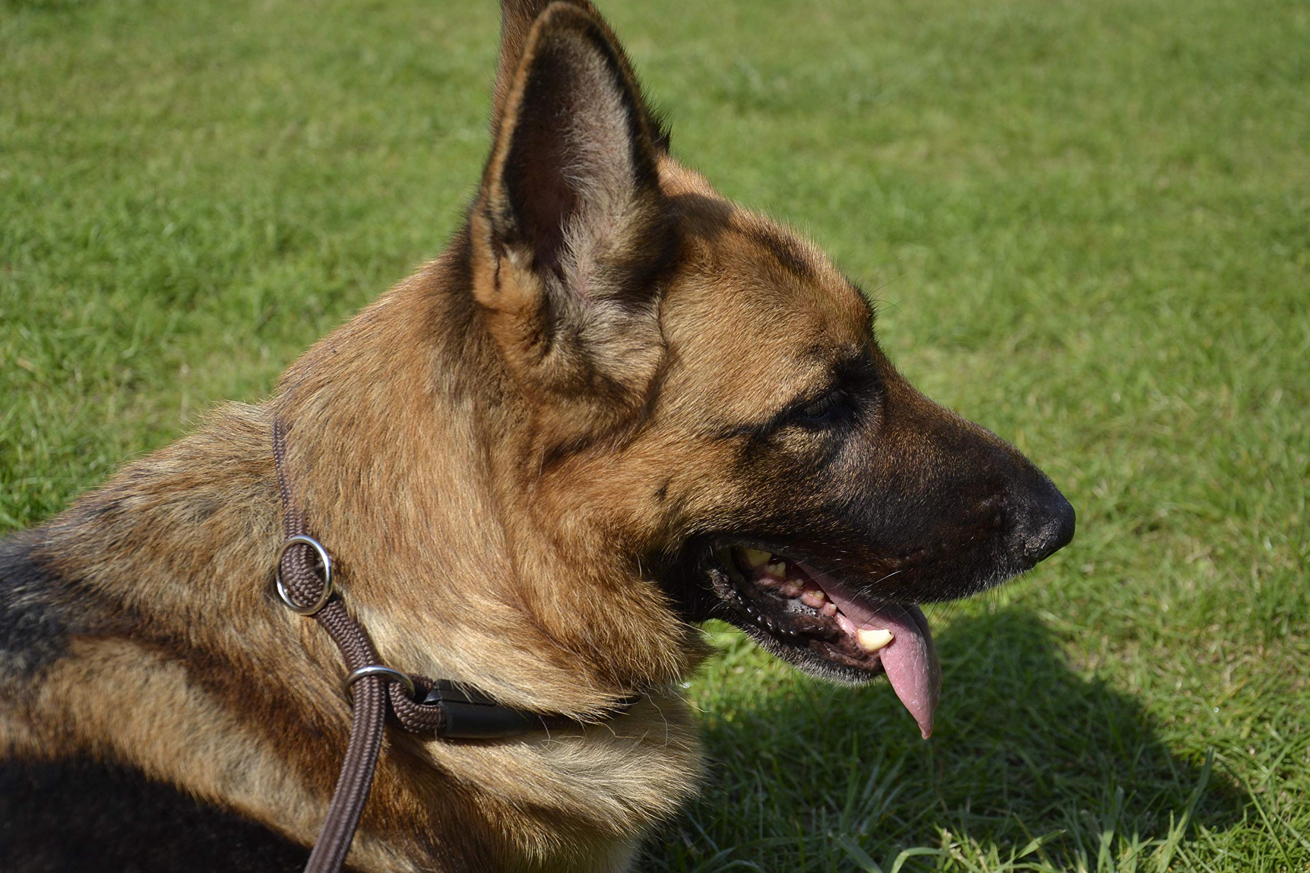 Dingo Dog Leash with Adjustable Choke Collar Made of Red Cord 10483 - Image 3