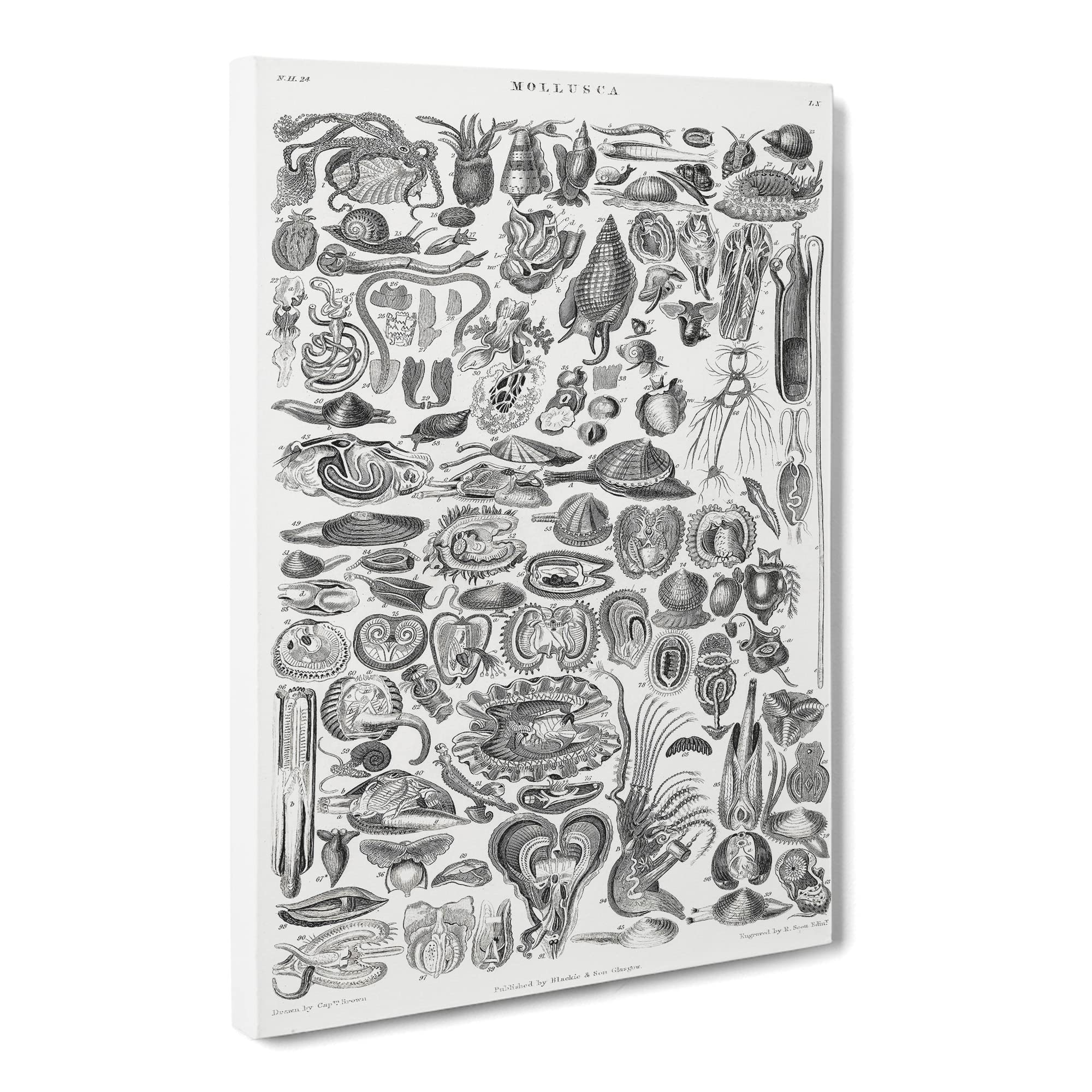 Study Of Mollusk Shells Lx By Oliver Goldsmith Canvas Print, Mixed, 25L x 50W cm