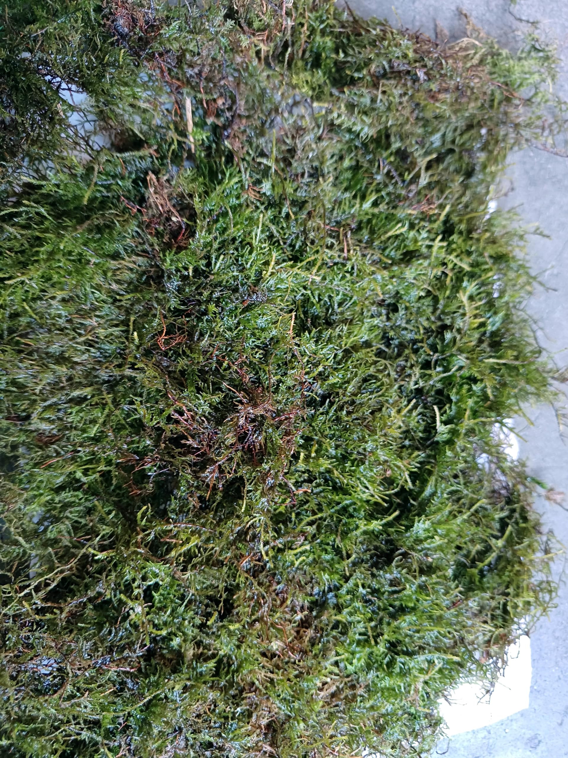 Natural Live Sheet Moss for terrarium (Size 12 x 12 inch) (B0D5DHPD8C) Amazon Price History, Amazon Price Tracker
