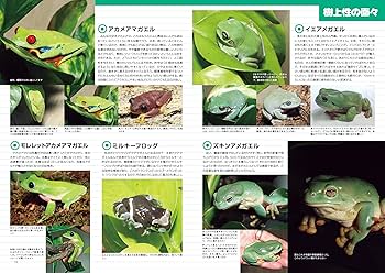 カエルちゃんページ オススメ💕もちもちカエルちゃん🐸 クラウンウェルツノガエルの