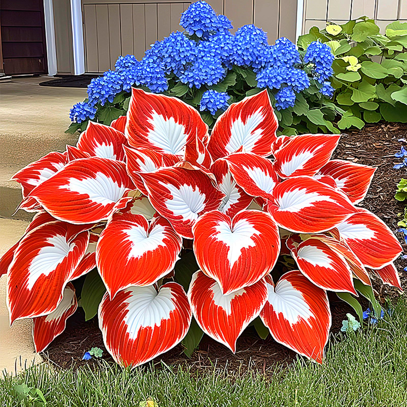 Hosta Bulbs for Planting,Hosta Mix,Excellent Display,Perennial-8bulbs-H