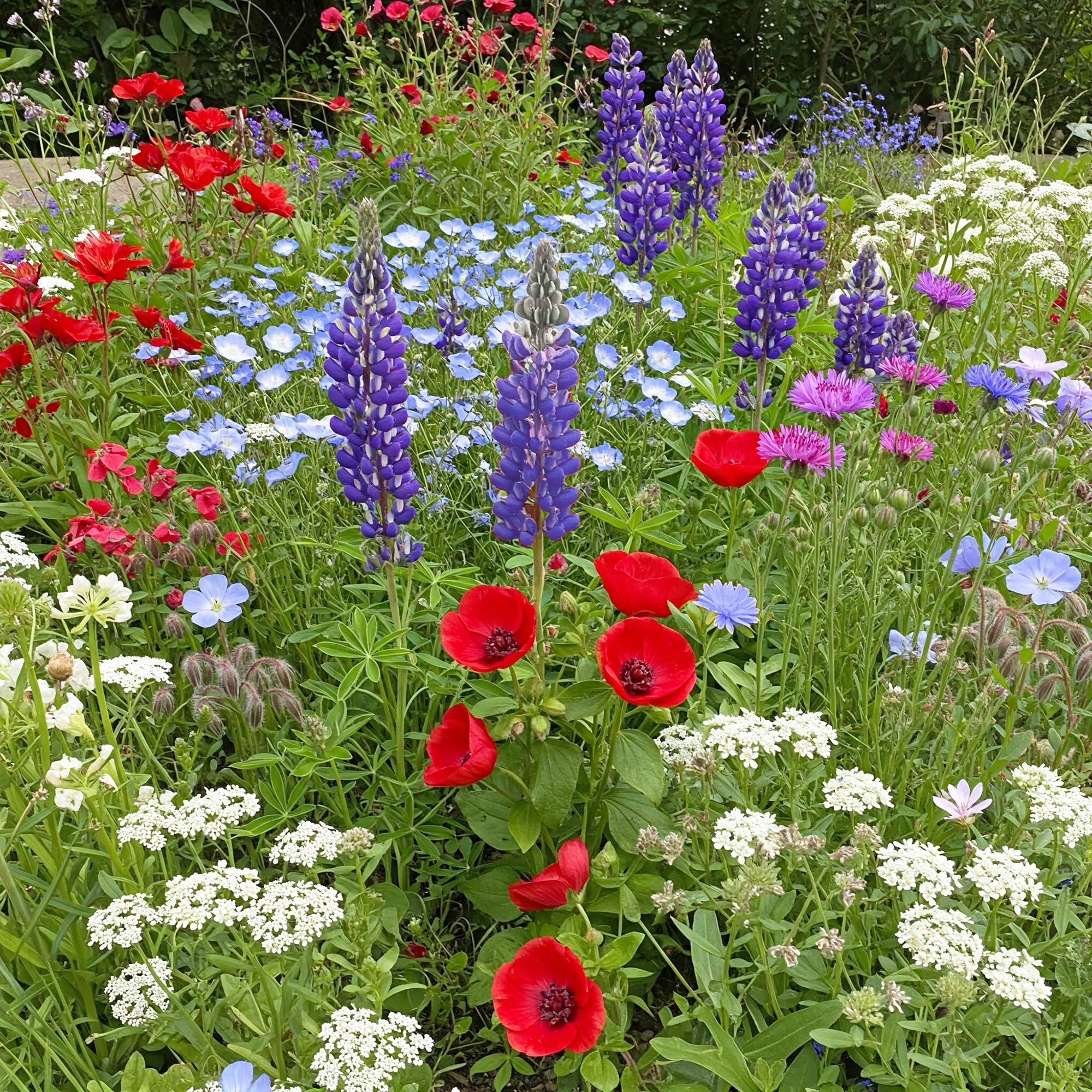 Ferry-Morse Red, White &amp; Blue Bulk Wildflower Seeds, 290,000+, 1 lb