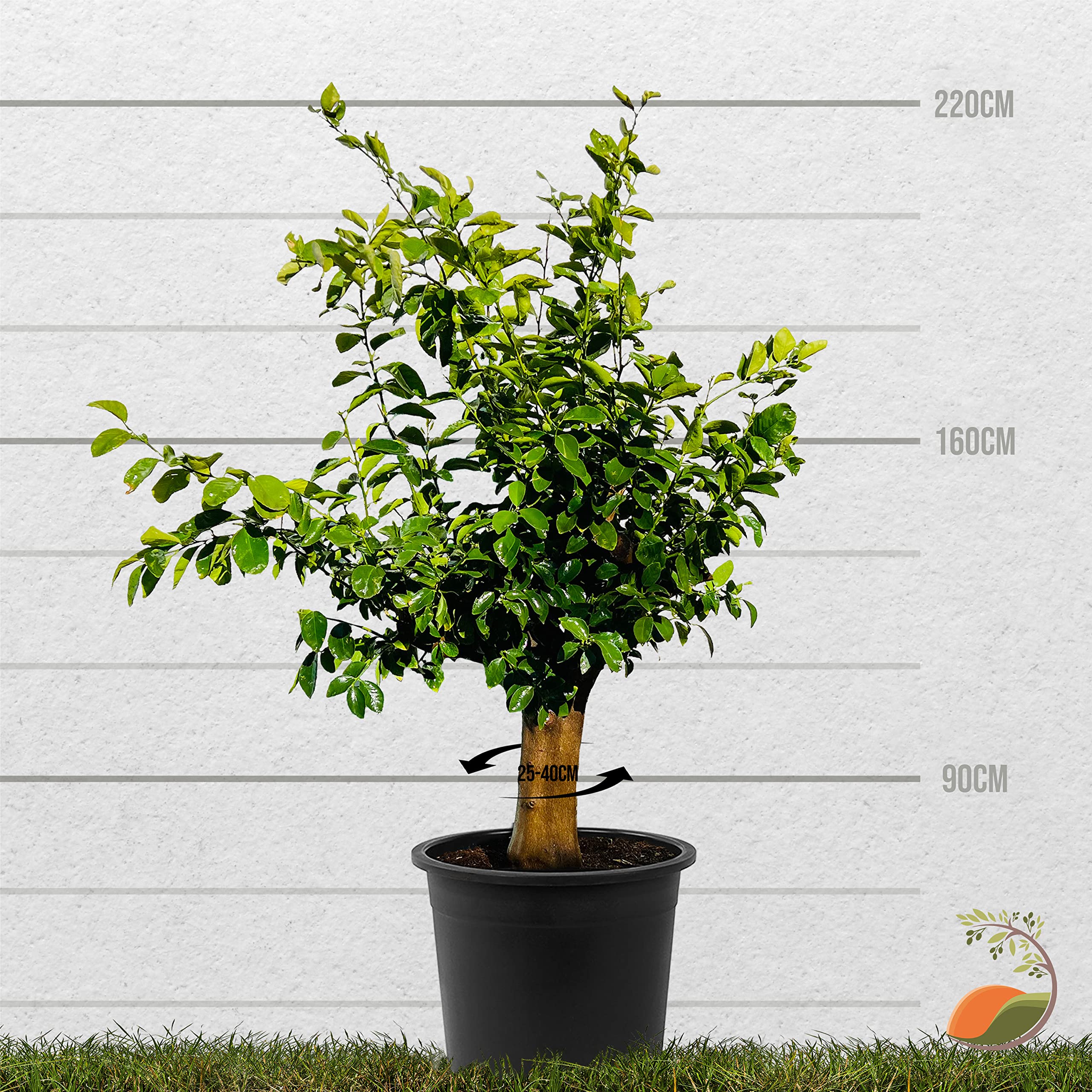 Citronnier TropicTrees 170cm - Circonférence Tronc 8-10cm - Plante Ornementale Intérieur Pour Jus Et Épices