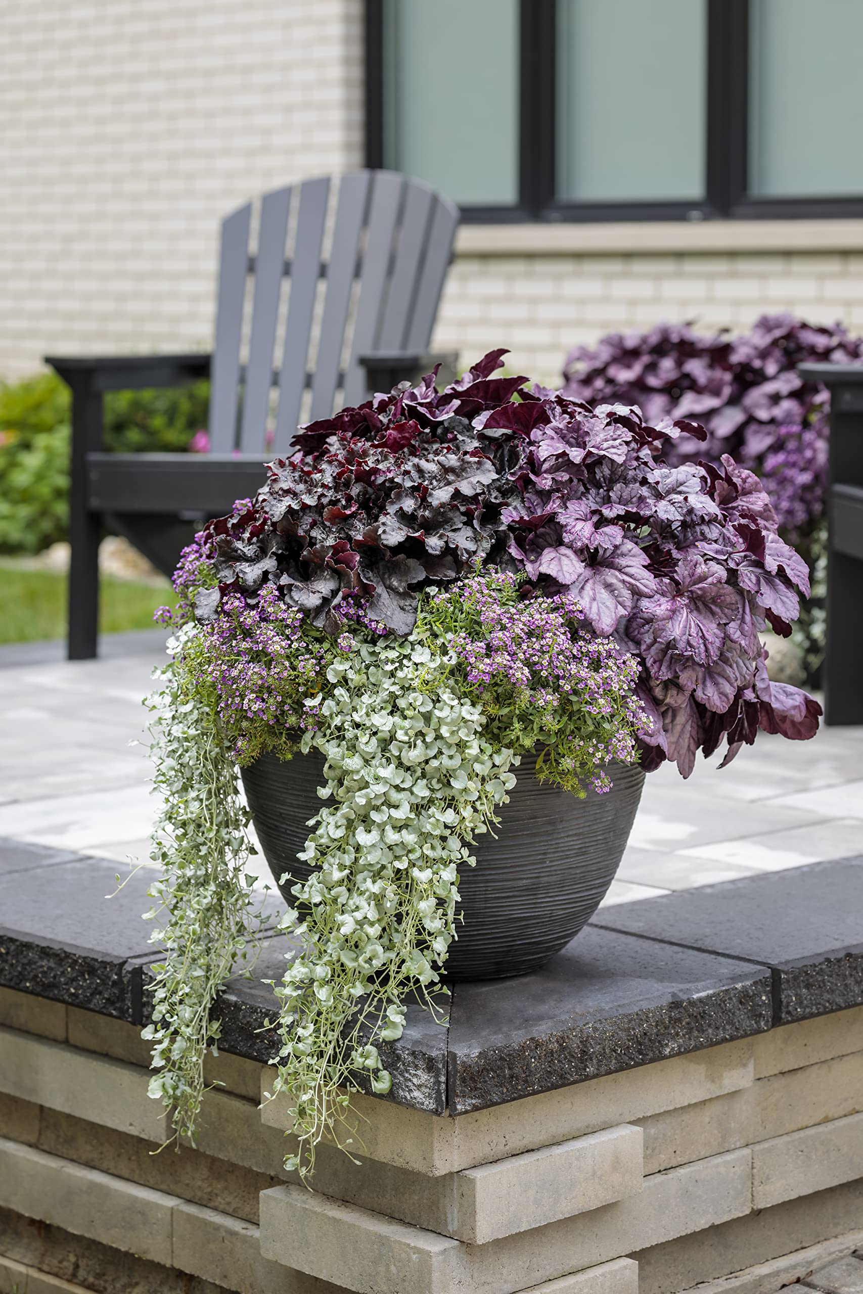 Amazon.com: 0.65 galones, Dressed Up 'Evening Gown' Coral Bells (Heuchera)  Planta viva, flores blancas : Patio, Csped y Jardn