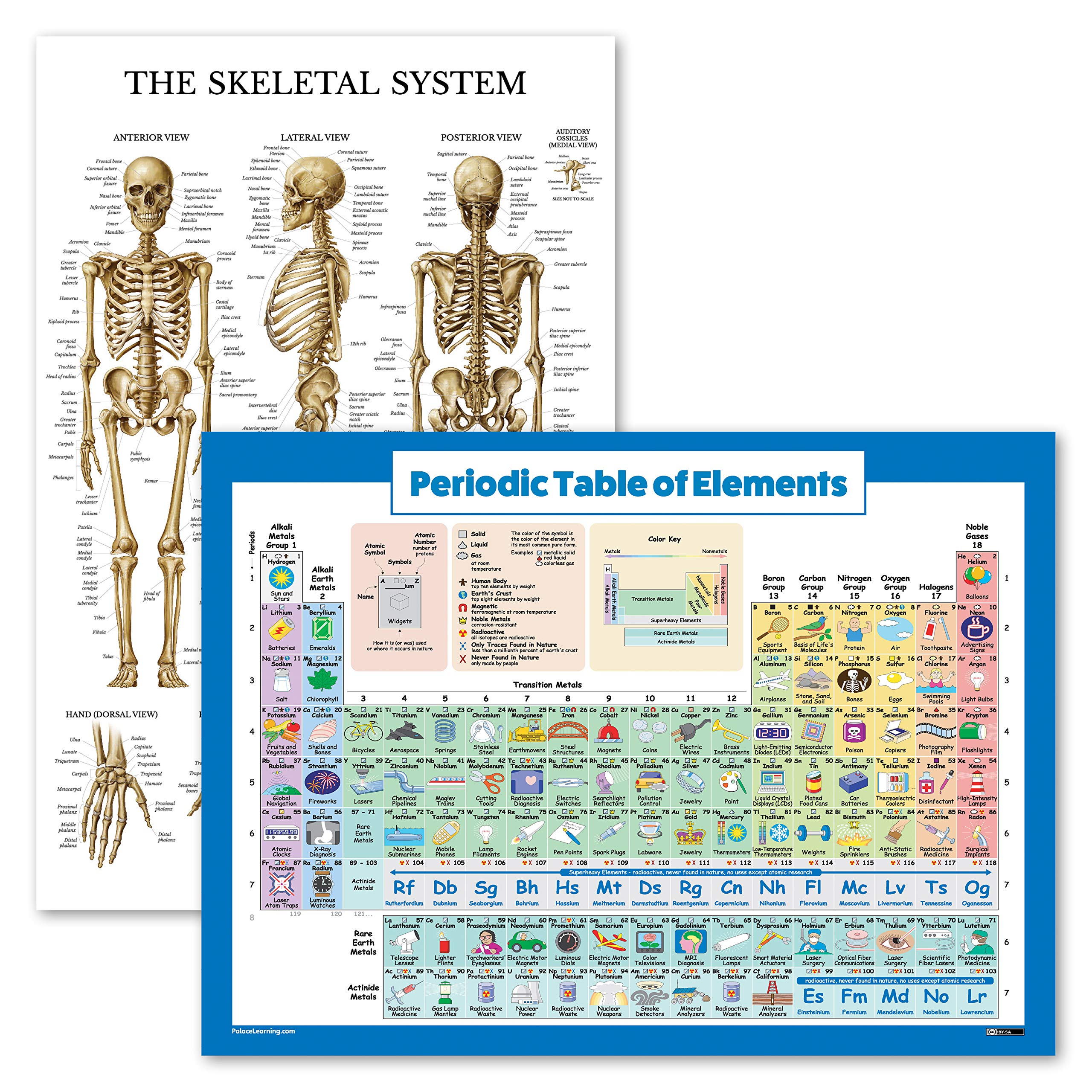 Buy 2 Pack Periodic Table of The Elements for Kids & Skeletal System