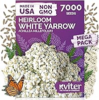 Vista 21 de KVITER 25 semillas de algodón blanco para plantar (Gossypium hirsutum) – Planta de algodón real, semillas de algodón para cultivo, semillas