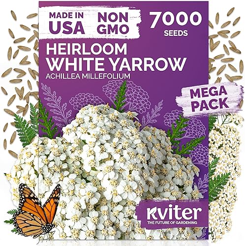 Miniatura 20 de KVITER 7000 semillas de milenrama roja (Achillea Millefolium Rubra) - Semillas de flores perennes para plantar en el exterior, reliquia y orgánicas