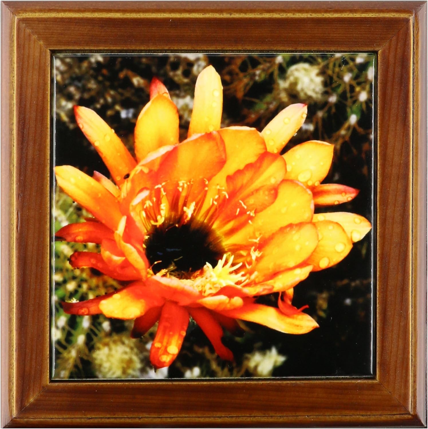 3dRose ft_32390_1 Decorative Colorful Garden Botanic Classic Plant SW Southwest Desert Cactus Red Orange Rain Flower-Framed Tile, 8 By 8-Inch