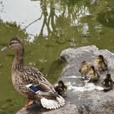 Diridas