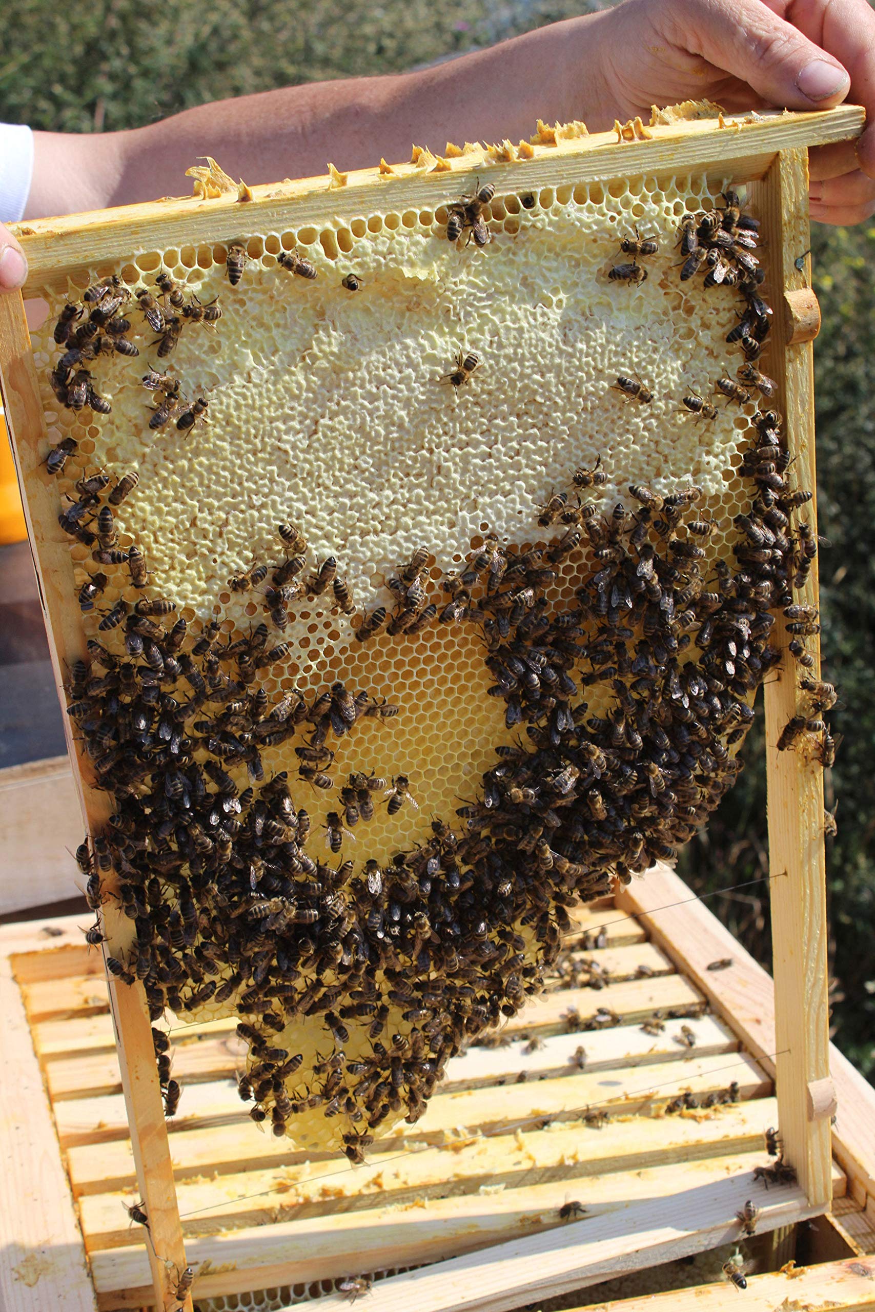 LUXUS-INSEKTENHOTELS Einraumbeute Massivholz Hobby-Imkerei - Honig-Bienen halten - Wesensgemäße Bienenhaltung für die eigene Honigernte - Imkerzubehör - 87 x 55 x 99 cm - Braun