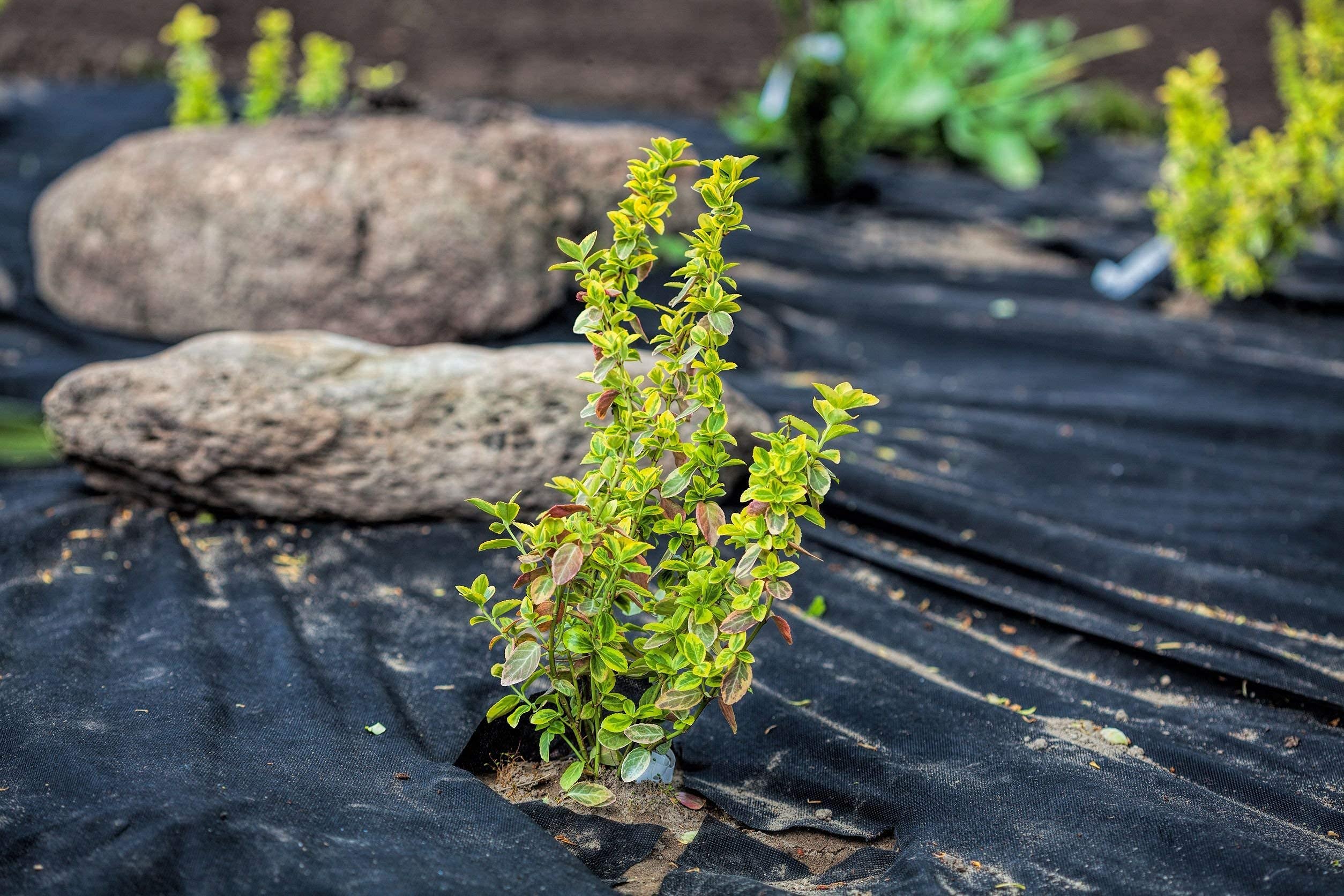 52,50m², 1,5m breit 150g/m² Garten Unkrautvlies von Aquagart inkl. 10 Erdanker I umweltfreundliche Unkrautmatte aus Polypropylen, Gartenvlies wasserdurchlässig I Mulchvlies Wurzelvlies gegen Unkraut