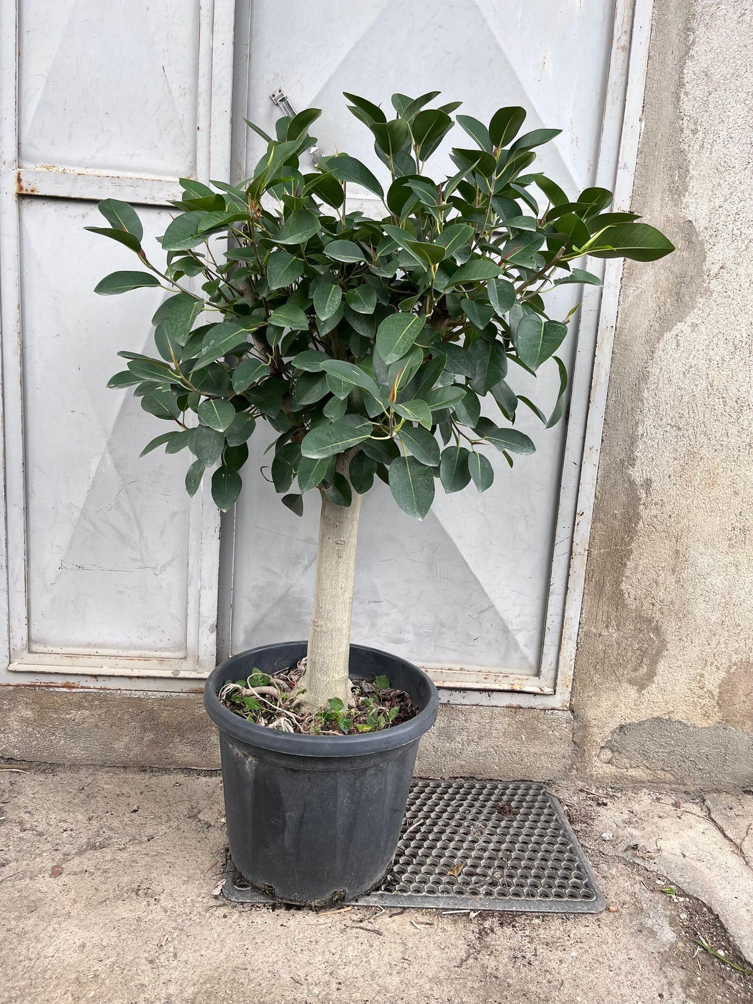 Ficus Australis, Bonsai di Ficus, circ. tronco 22cm, Alt.130cm, pianta da interno e esterno