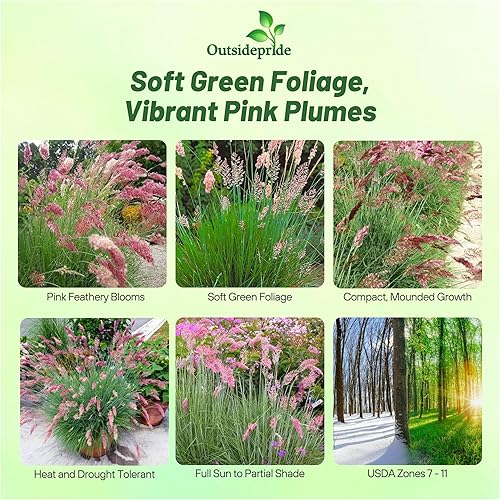 Miniatura 2 de Outsidepride Hierba ornamental de rubí perenne para climas más cálidos - 50 semillas