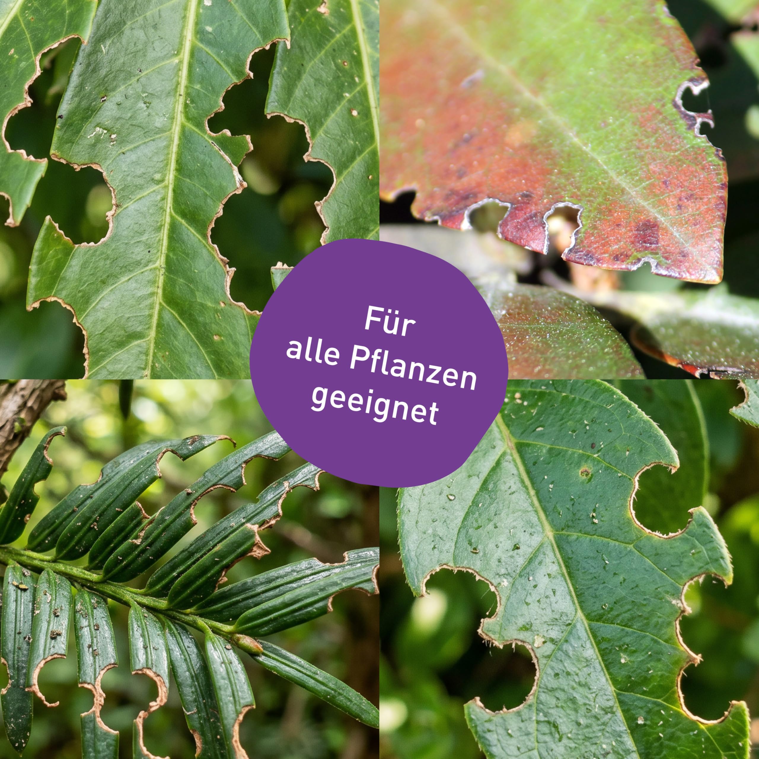 Plantura Dickmaulrüssler-Stopp, biologische Bekämpfung von Dickmaulrüssler-Käfern, mit hochaktivem Nematoden-Gel, sofort einsatzbereit, 100% natürlich, 1 Falle für 10 m² / 5 m Hecke