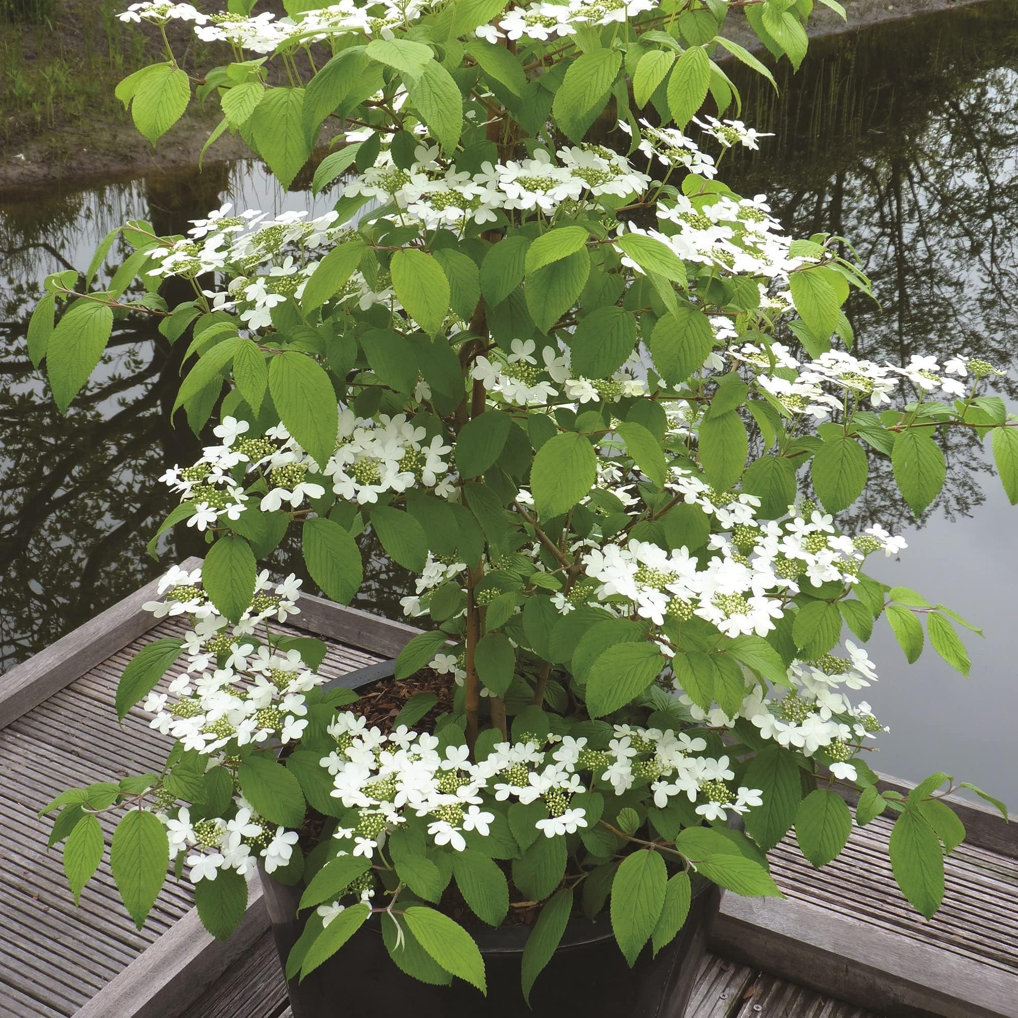 โ Japanese Snowball Bush Viburnum Kilimanjaro Sunrise Plant Hardy Shrub Elegant White Blooms Viburnum plicatum f. tomentosum 3-Litre Potted Plants By Suttons (2)
