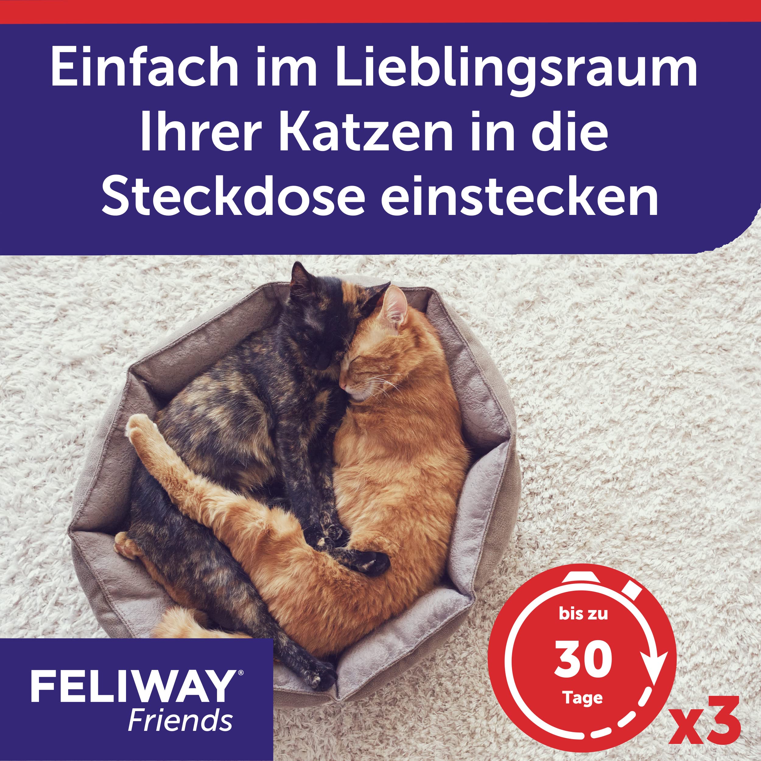 Feliway D89440L Friends Lot de 3 flacons de 30 Jours 144 ML