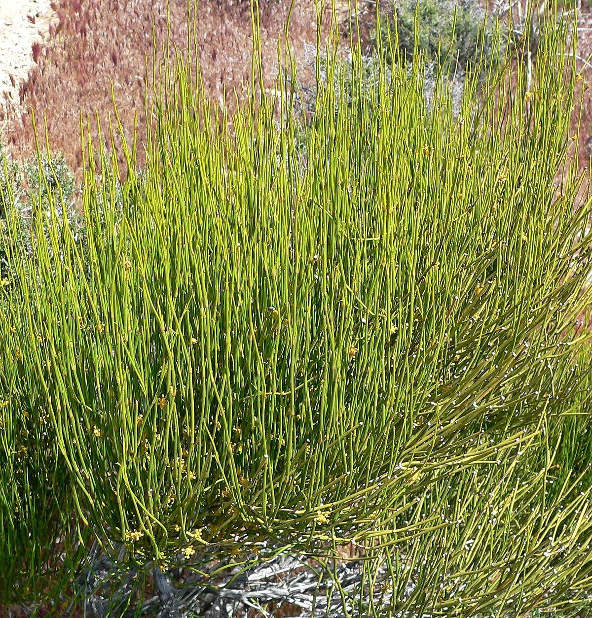 35+ Seeds- Ephedra Sinica Plant Seeds For Planting - Seeds of the Gods (B0CD4BMQBW) Amazon Price History, Amazon Price Tracker