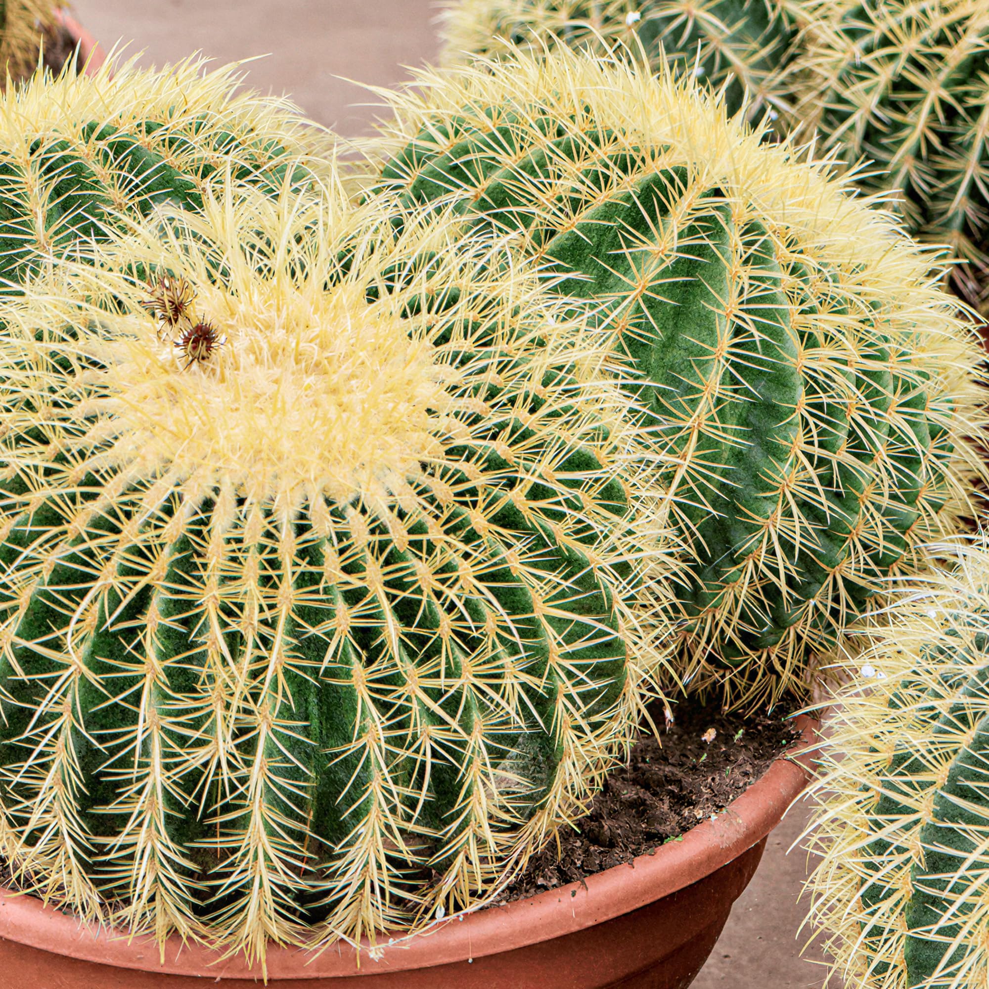 GardenersDream Echinocactus Grusonii en Pot – Plante Cactus d’Intérieur aux Épines Jaunes – Plante Dépolluante pour Rebords de Fenêtre, Bureaux & Étagères