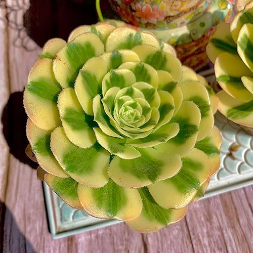 Miniatura 6 de Aeonium Maibakh - Kit de suculentas con maceta de plástico, planta viva de 3 pulgadas, tierra comprimida y guía, para escritorio de jardín y oficina