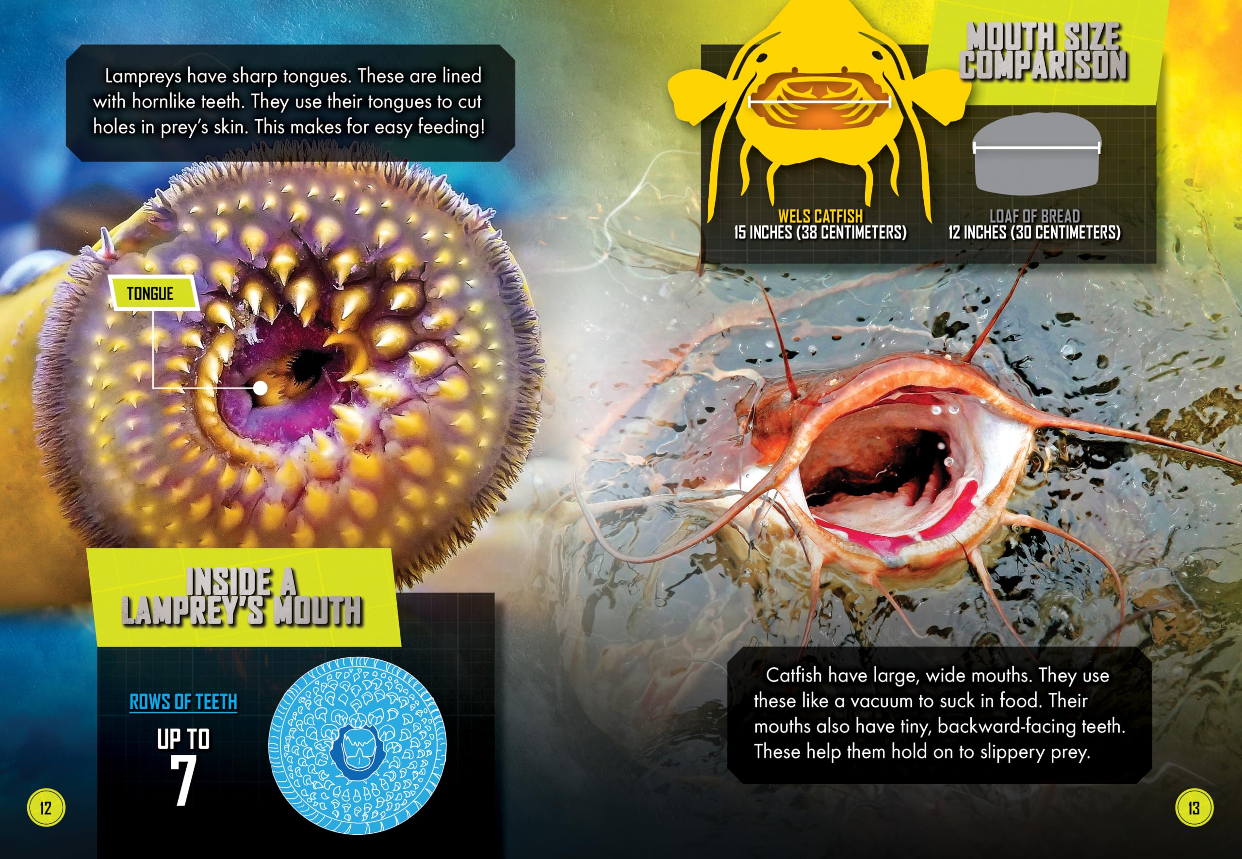Lamprey vs. Catfish