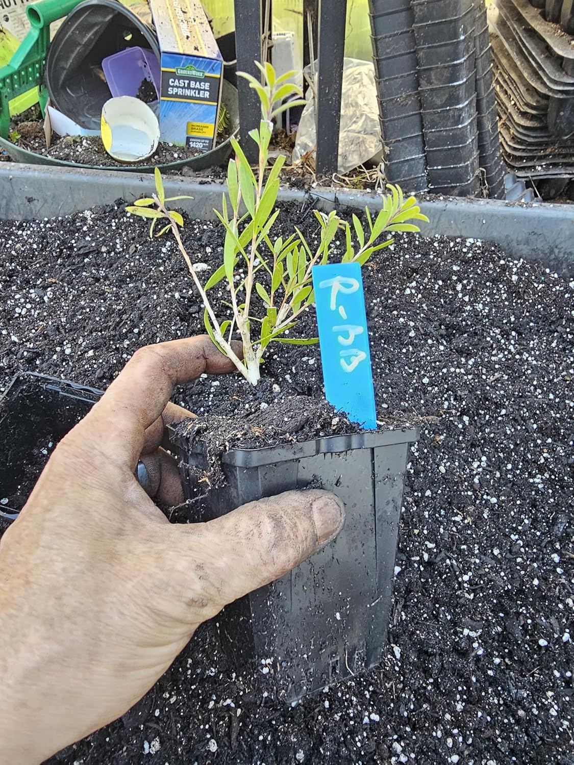 One Live Medium red Cluster bottlebrush Bush Dwarf Tree Plant in 4" Pot