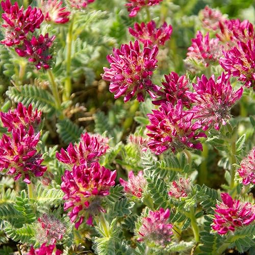 Outsidepride 100 semillas perennes de flores rojas Anthyllis semillas de cobertura del suelo para plantar