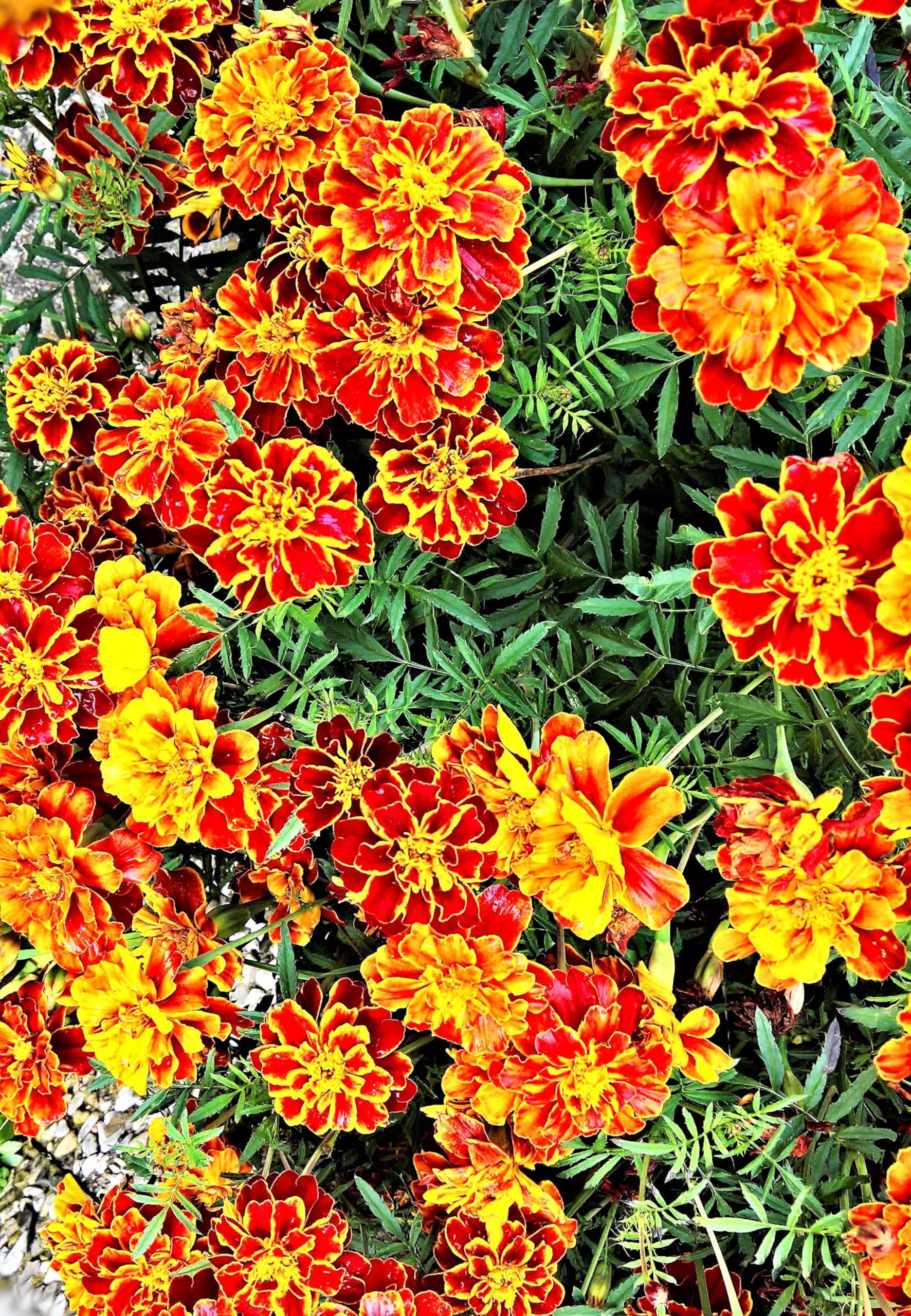 Tagetes (Tagetes patula). ´Abstehende Studentenblume´ Samen. (20000 Samen = 52,0g)