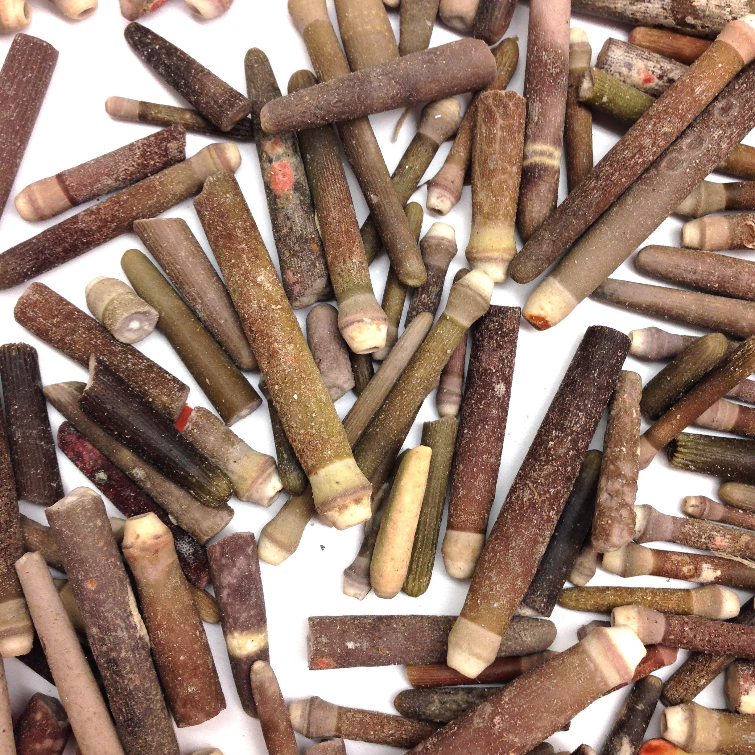 PEPPERLONELY Small Sea Urchin Spines, 8 OZ Apprx. 250+ PC Shells, 1/2Inch ~ 2-1/2 Inch