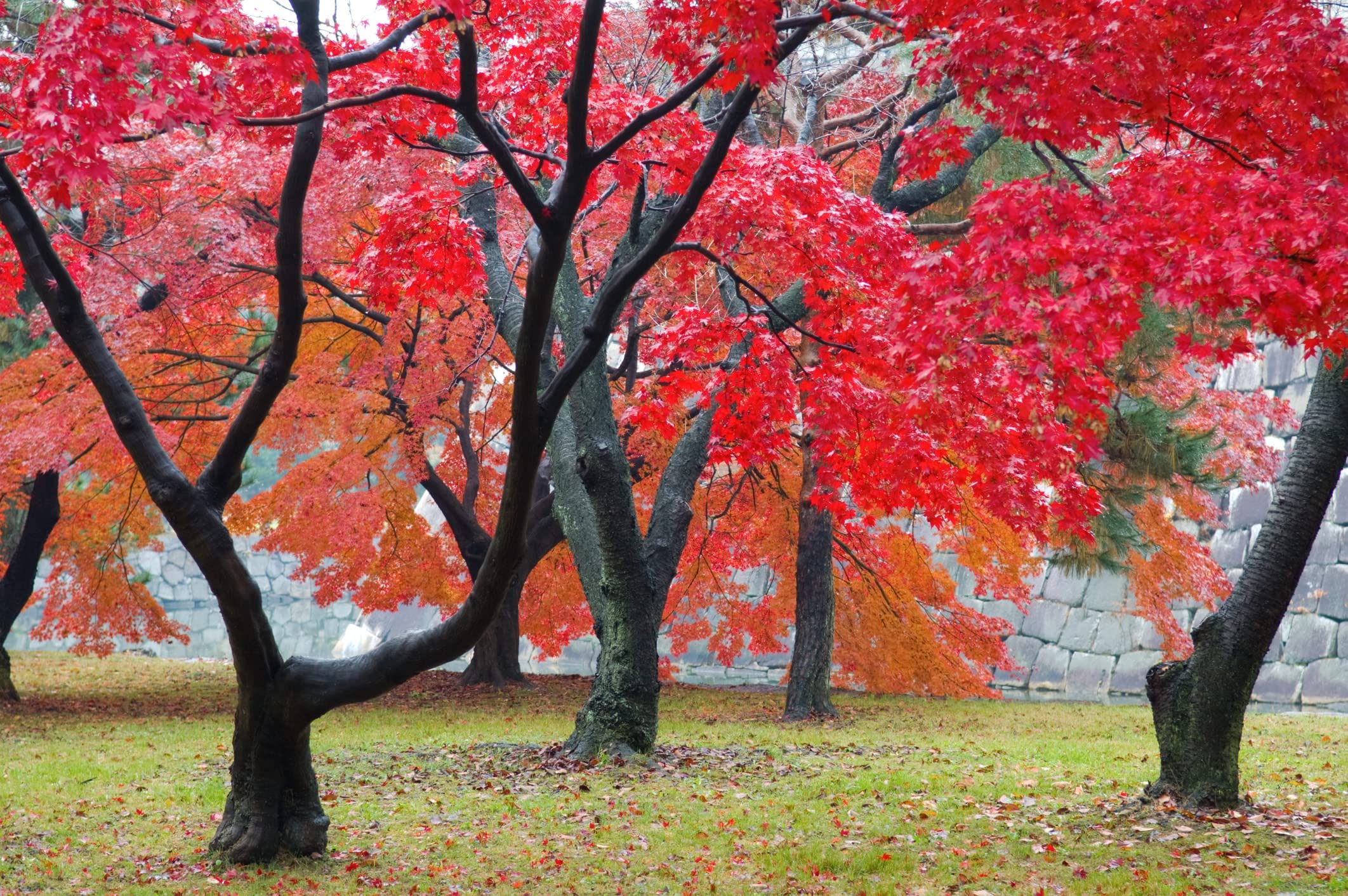 Amazon.com : 50 Red Maple Tree Seeds | Stunning Red Leaves : Patio