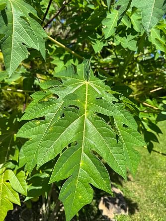 Fresh Papaya Leaves 4 Oz | 100% Natural Herbal Leaves | Freshly Harvested | Organic Tea, Juicing & Wellness | Hojas Frescas de Papaya 4 Oz | 100% Naturales | Hojas Organicas para Te, Jugos y Bienestar
