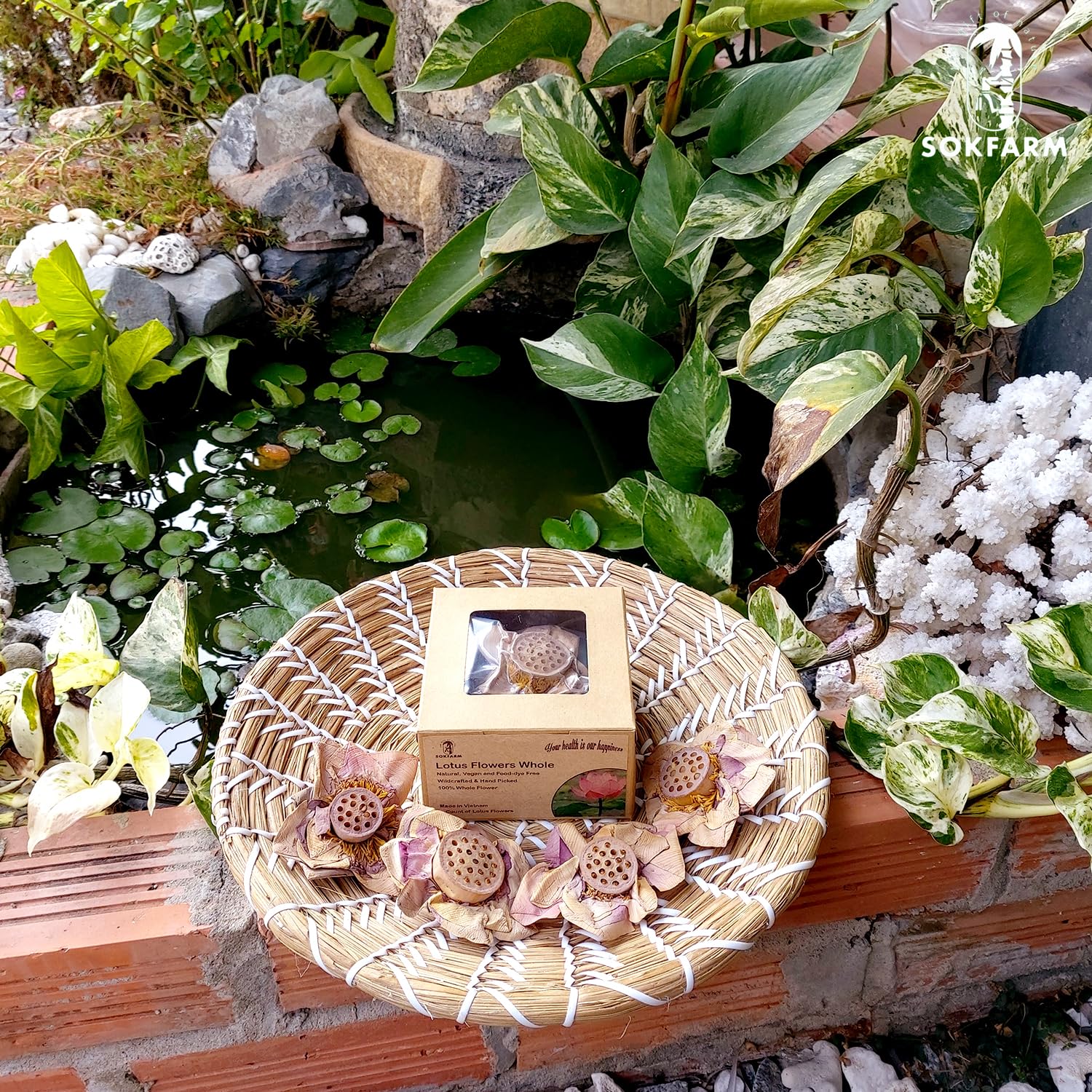 Lotus Flower Tea Bloom Flowering Teas, Dried Whole Blooming Tea Flowers, Blue Dried Flowers Flor De Loto, Delicious Intense Flavor, No Caffeine, Low Calorie (4 Flower Blooms) - Image 6