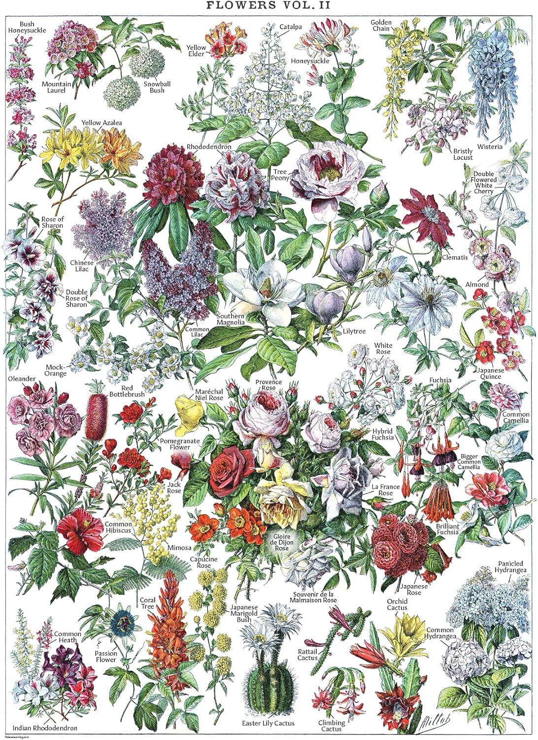 Vintage Flower Poster Prints - Floral Botanical Identification Reference Chart Volume 1 & 2 (LAMINATED, 18" x 24"): Posters & Prints