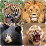 猛獣の鳴き声 トラ・ライオン・クマ