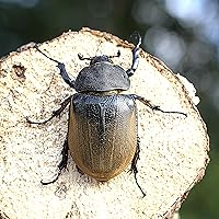 【BIG HORN】エレファスゾウカブト成虫 メス 単品１頭 ミニサイズ 真似の出来ない意匠権登録商品 コバエさよなら飼育ケースミニ1個付き 繁殖させてみよう