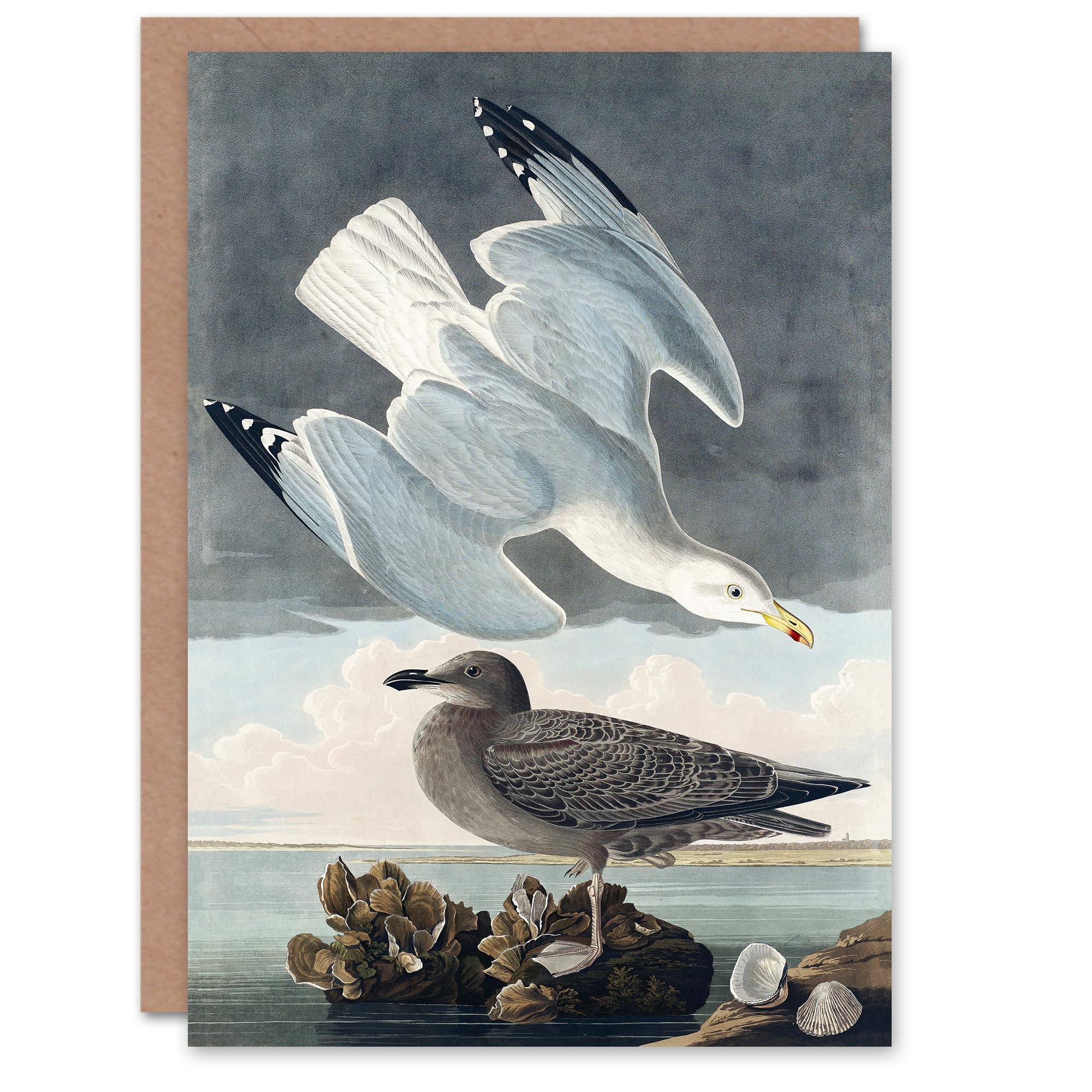Artery8 John James Audubon Art Card Birds of America Herring Gull