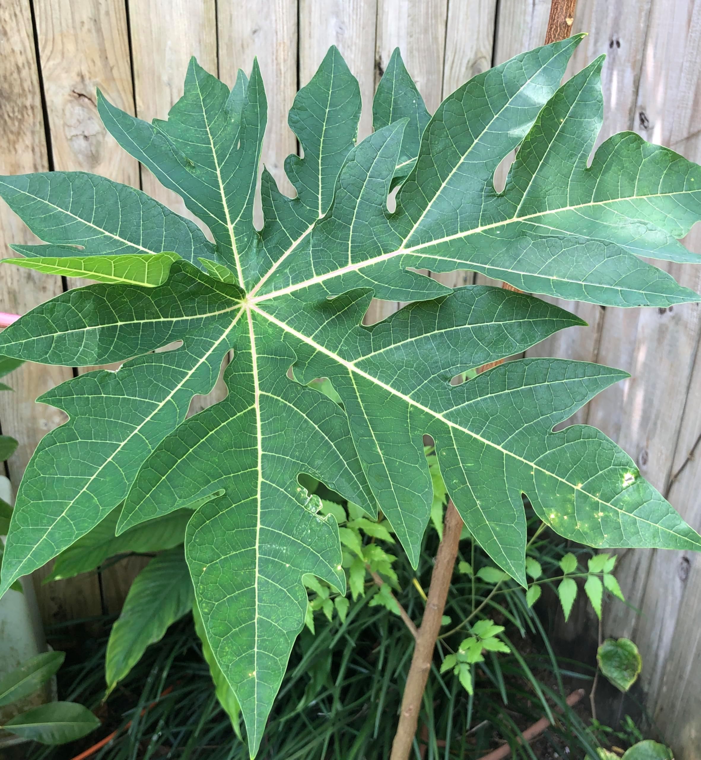 Fresh Papaya Leaves (8 oz.)