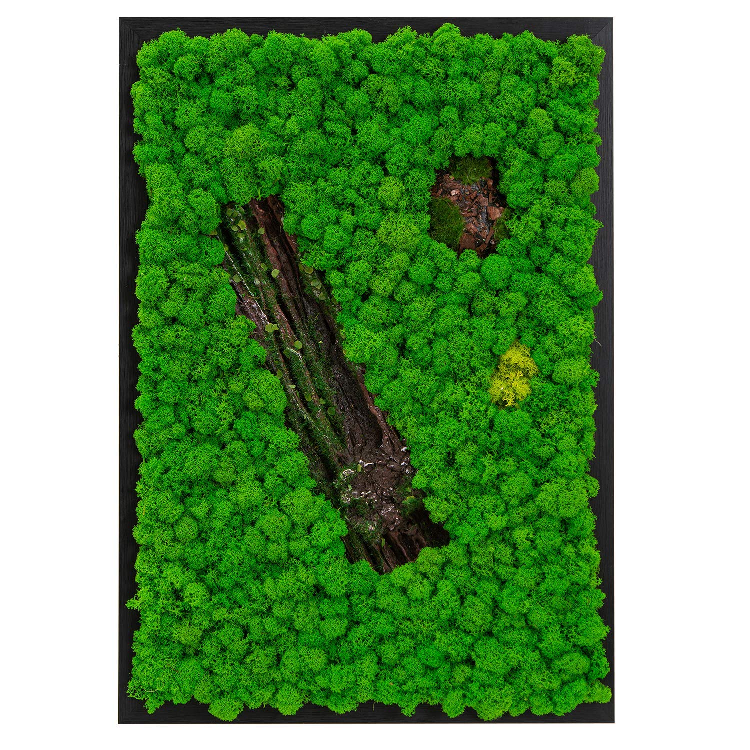 Amazon.co.jp: LVZHIHUAN 苔 壁飾り 本物の保存コケ メンテナンス不要