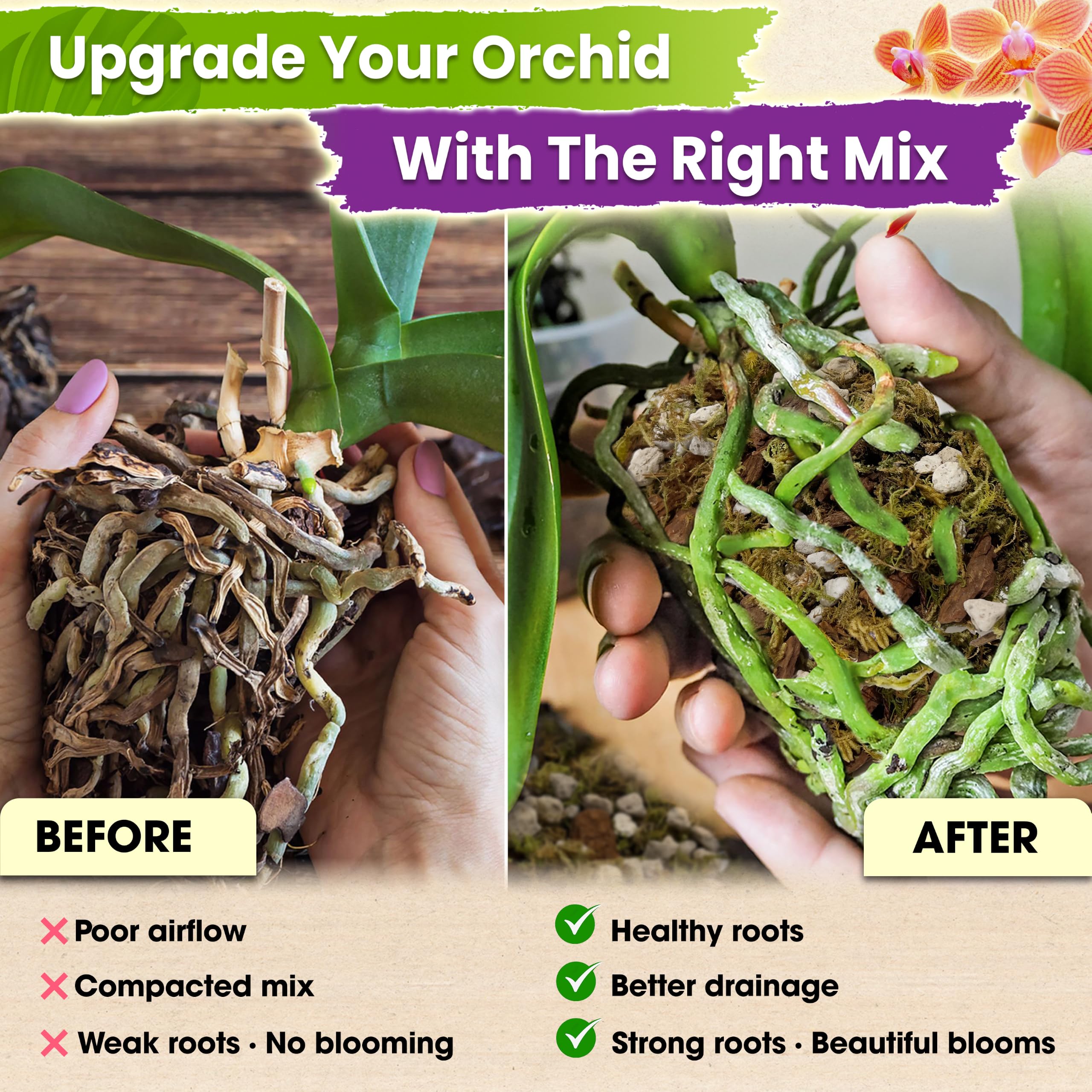 DUSPRO Orchid Potting Mix - Repotting Ready -2