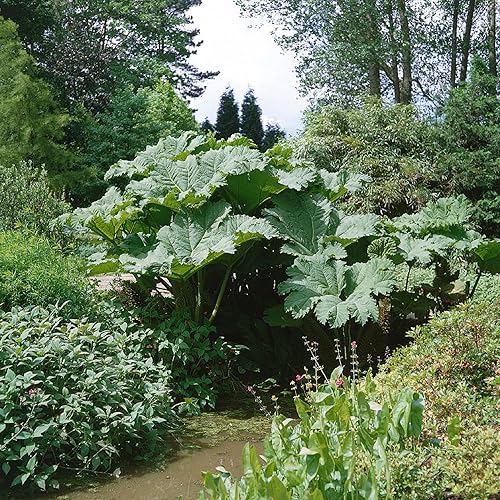 CHUXAY GARDEN Gunnera Manicata Semillas 10 Semillas Gigantes Ruibarbo Perenne Plantas Ornamentales Hierbas Plantas Adición Un Atractivo Decorativo