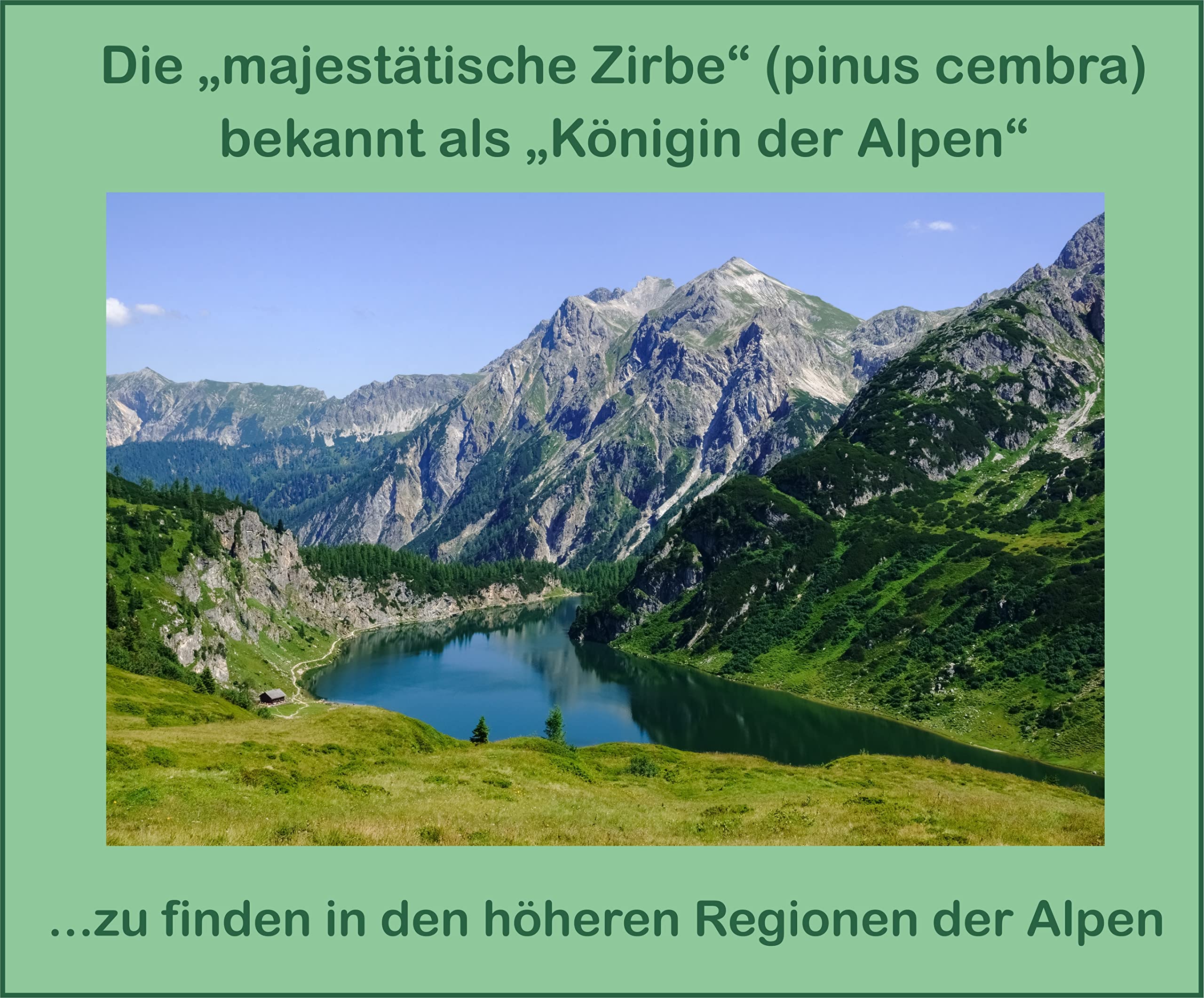 Alpen-Zirbenöl, hochwertiges Zirbenöl aus der Tauernregion Österreich; Bedarfsmittel als Duftöl, Raumduft-Diffuser, zur Aromabeduftung;(100 ml)