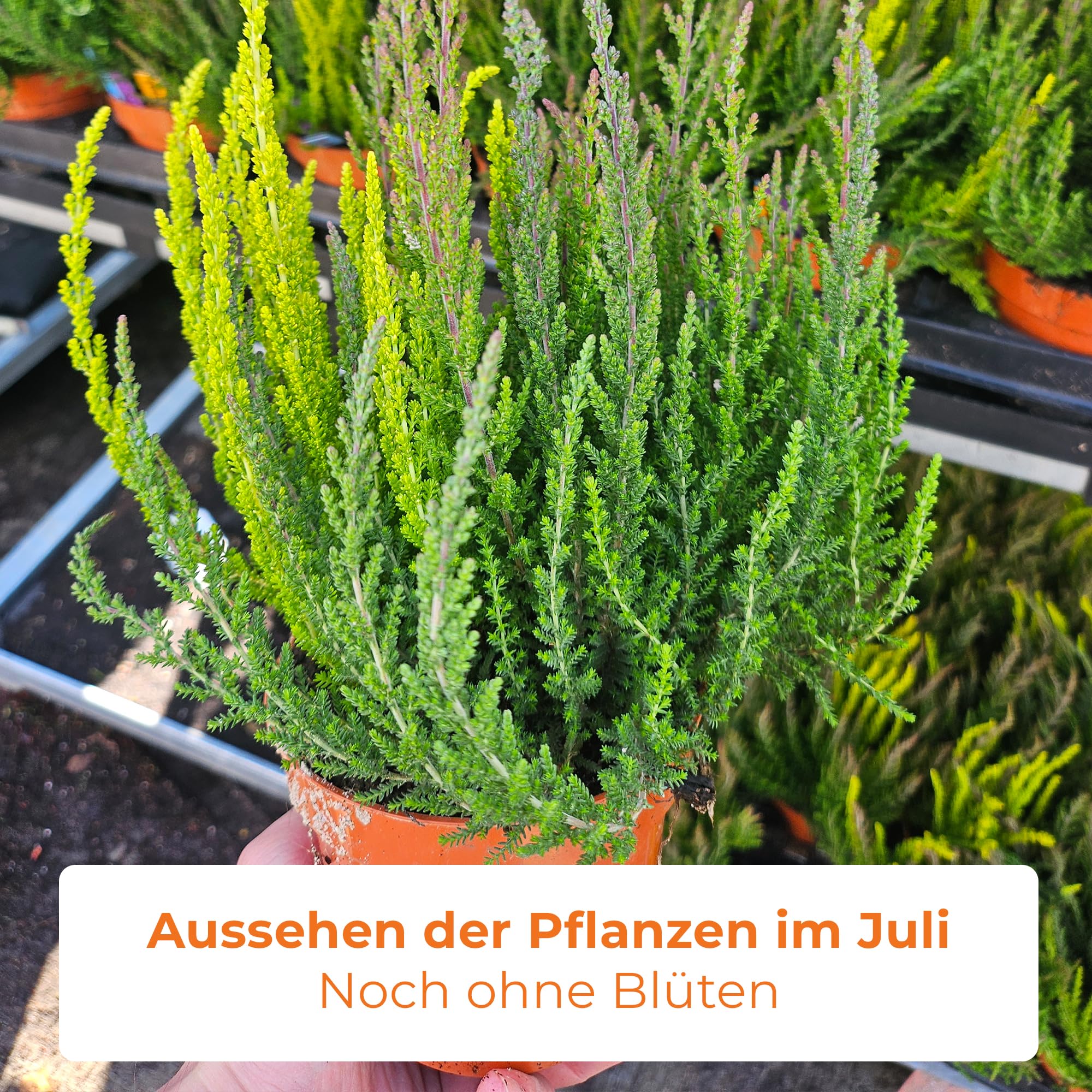 bienenweide saatgut nabu Bienenweide kaufen