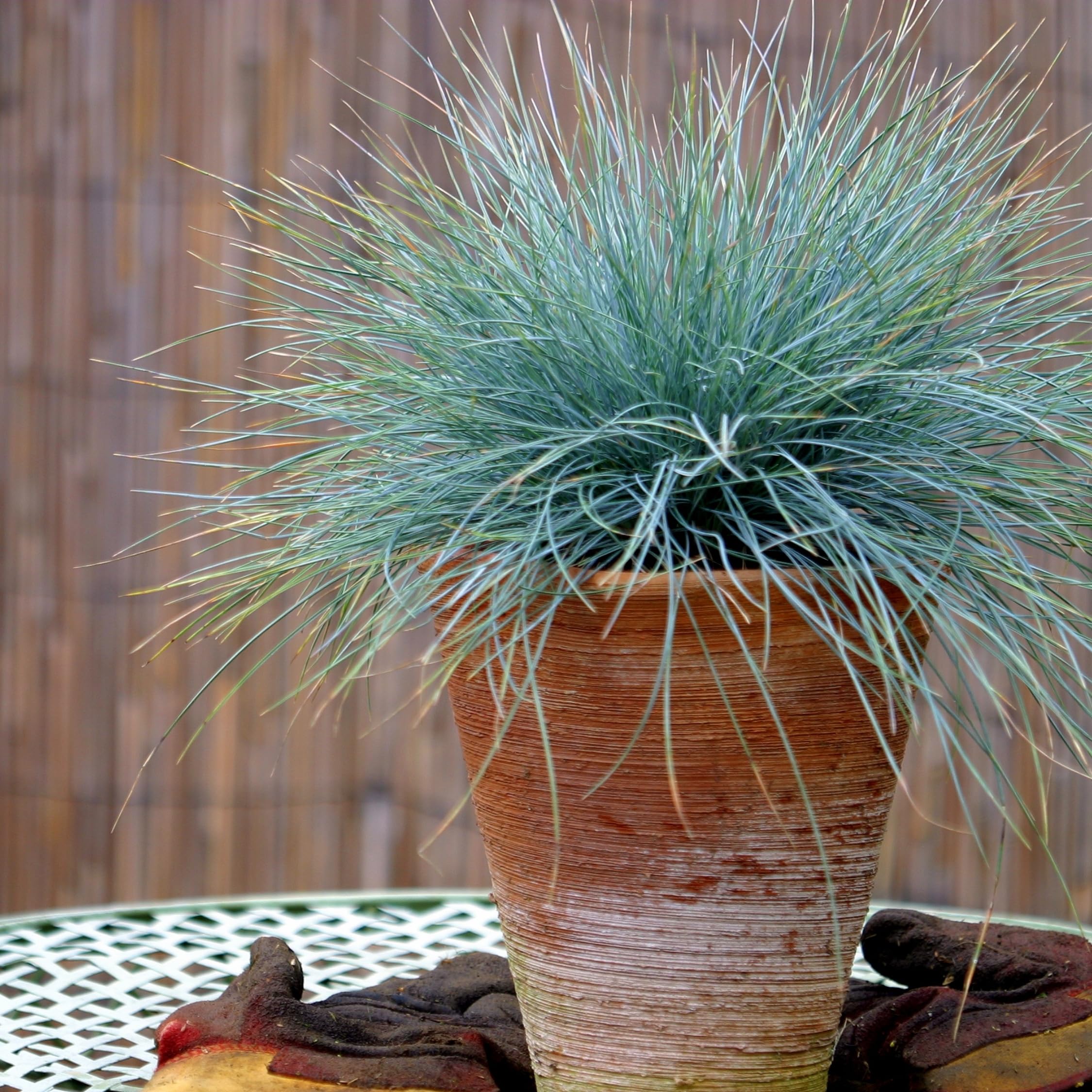Plant in a Box - Festuca - Set di 9 - Festuca blu - Erba ornamentale - Vaso 9cm - Altezza 10-15cm