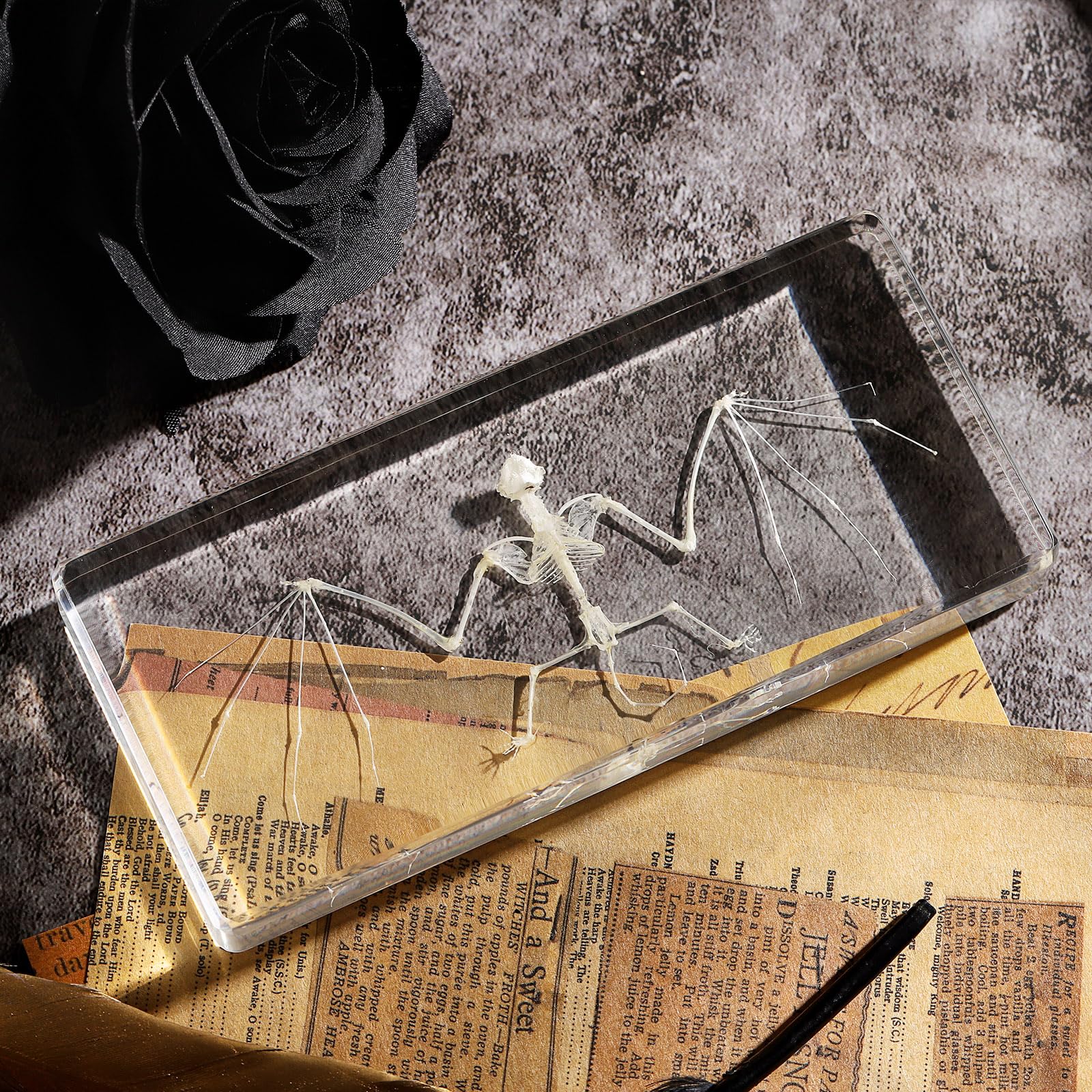 Real Bat Skeleton Specimen in Resin for Science Classroom Science Education Great Gift for Fans of Taxidermy, Animal Skull, Biology, Oddities(5.5x2.5x0.7 Inch)