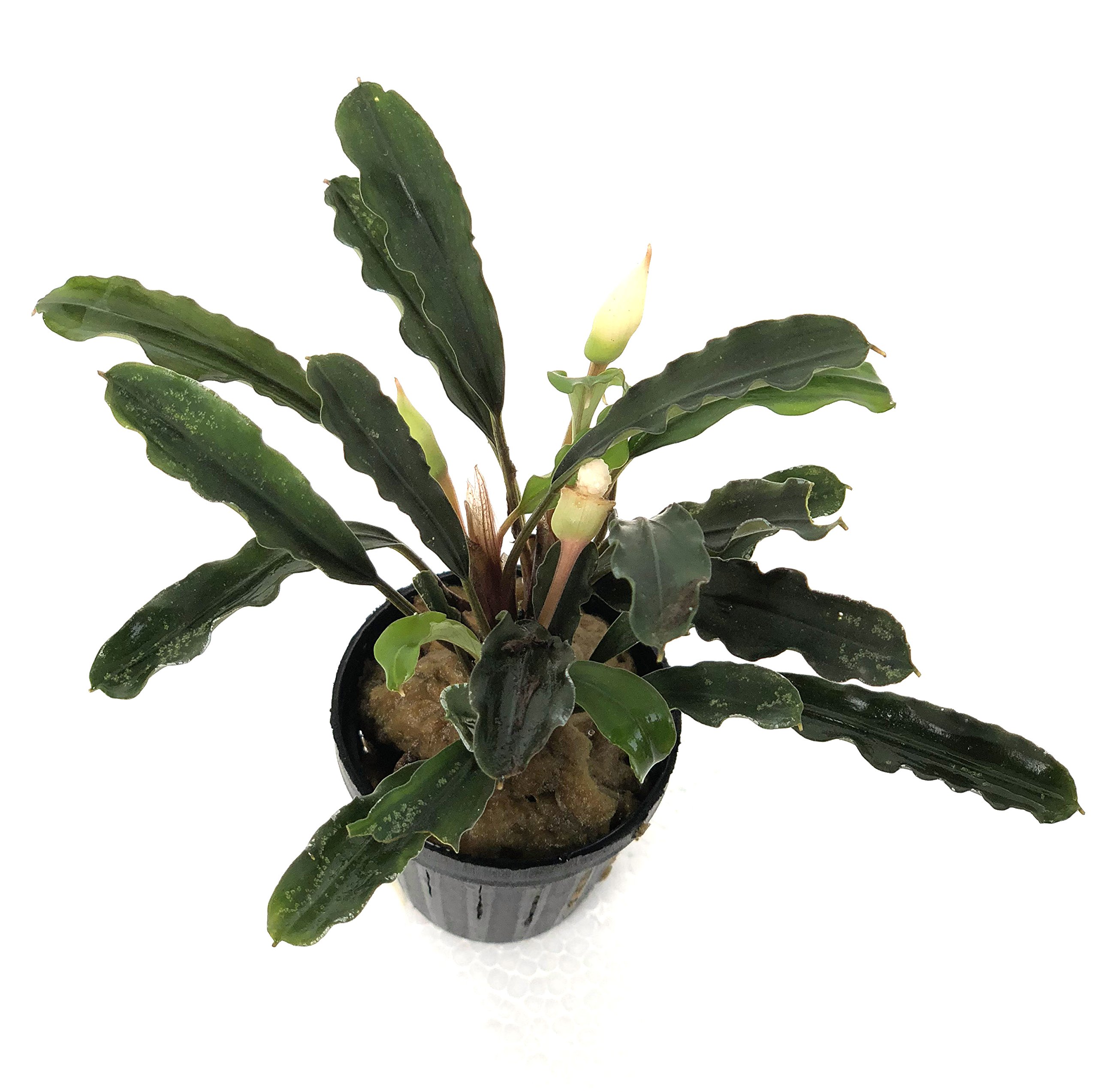 4 Bucephalandras surtidas, Planta de Borneo para acuarios.