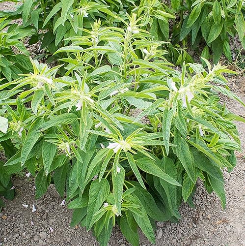 CHUXAY GARDEN Semilla de sésamo blanco semillas de Benne de 05 onzas plantas comestibles condimentos culinarios ideales para cocinar