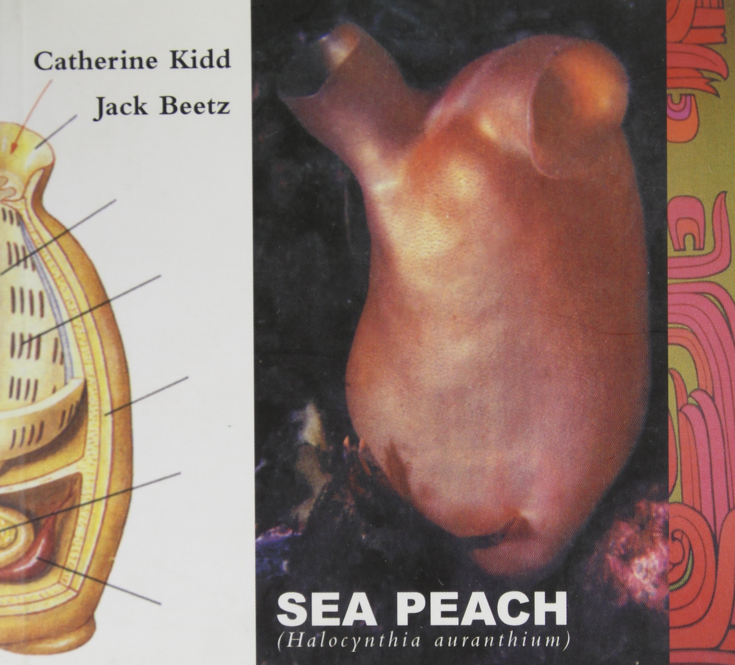 Sea Peach: Halocynthia Auranthium Kidd, Catherine and Beetz, Jack
