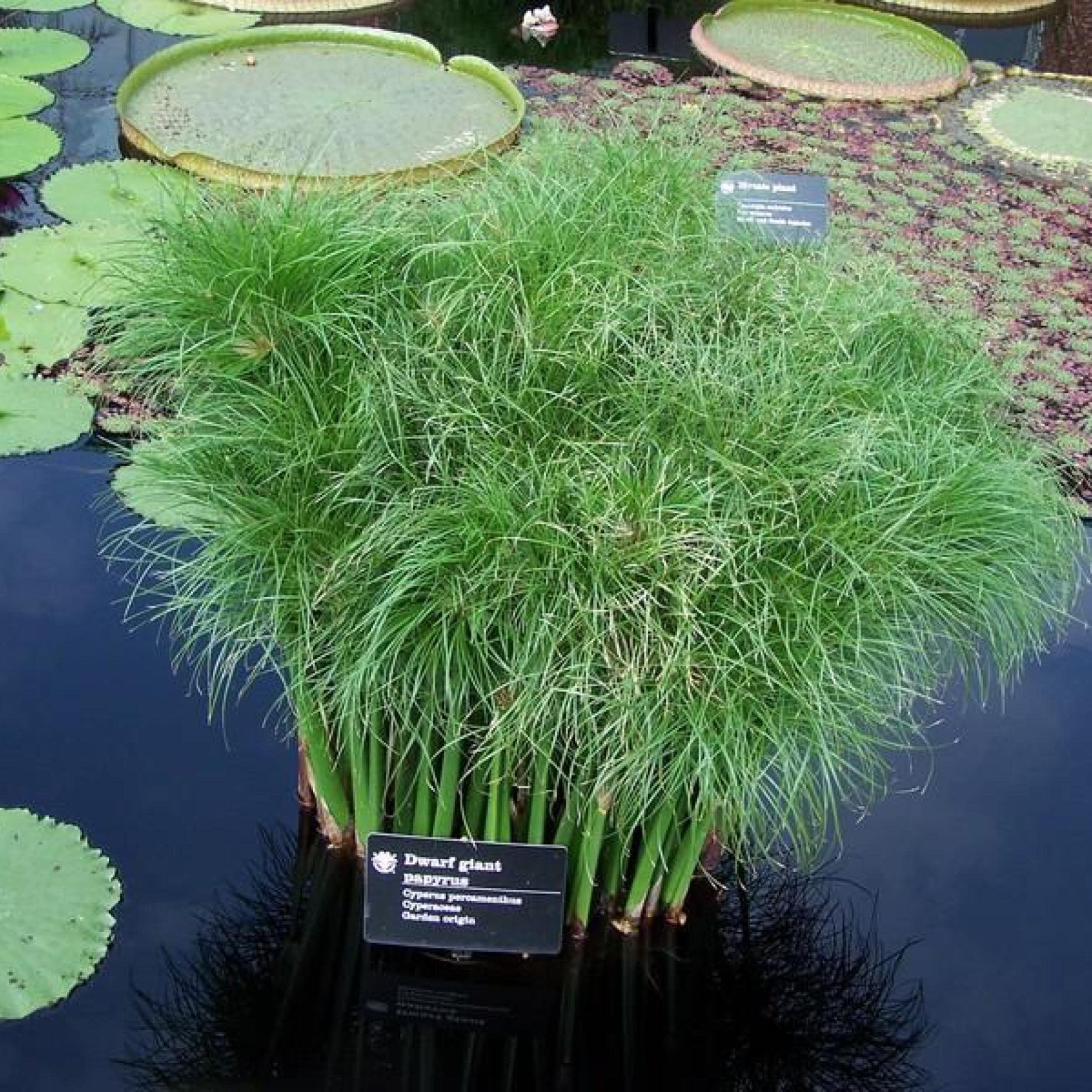 Chalily Dwarf Giant Papyrus pond plant