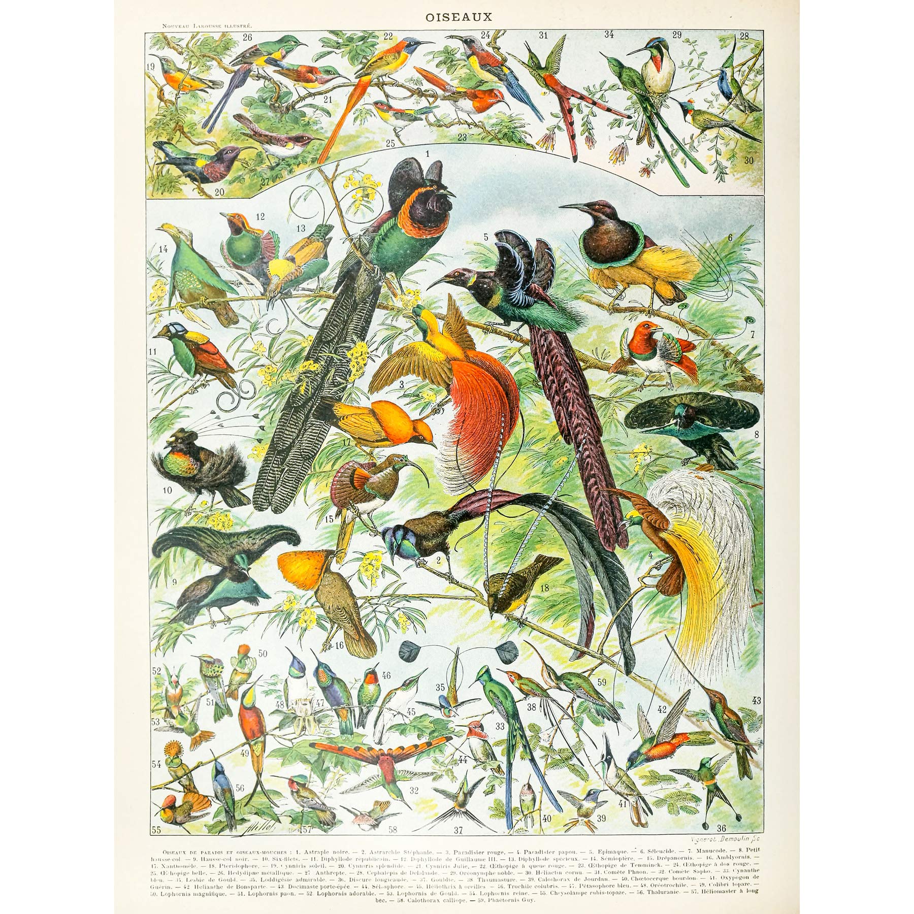 Artery8 Millot Encyclopedia Page Birds Paradise Large Wall Art Poster Print Thick Paper 18X24 Inch
