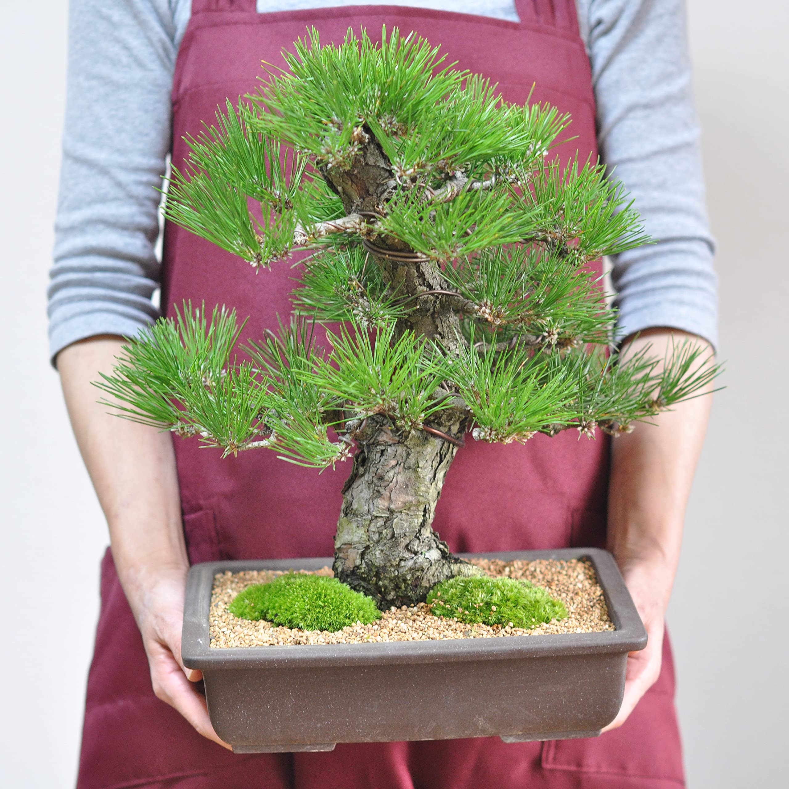 ◉黒松盆栽　究極の逸品　樹形の美しい模様木　★新春大特価1/12(月)迄の大特価 黒松 逸品 太幹 盆栽 古木 樹高46cm