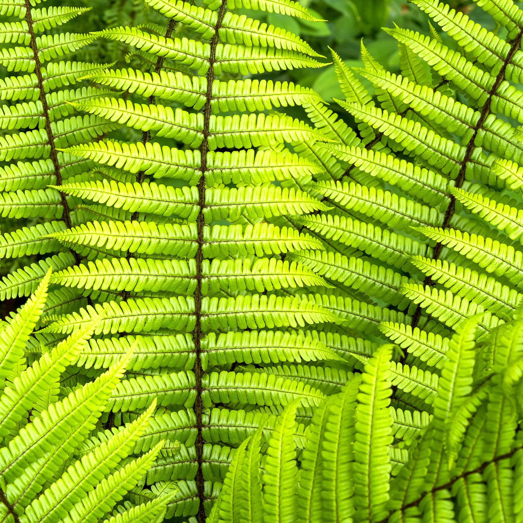 Dryopteris Wallichiana Alpine Wood Fern Semi-Evergreen Outdoor Hary Garden Plant